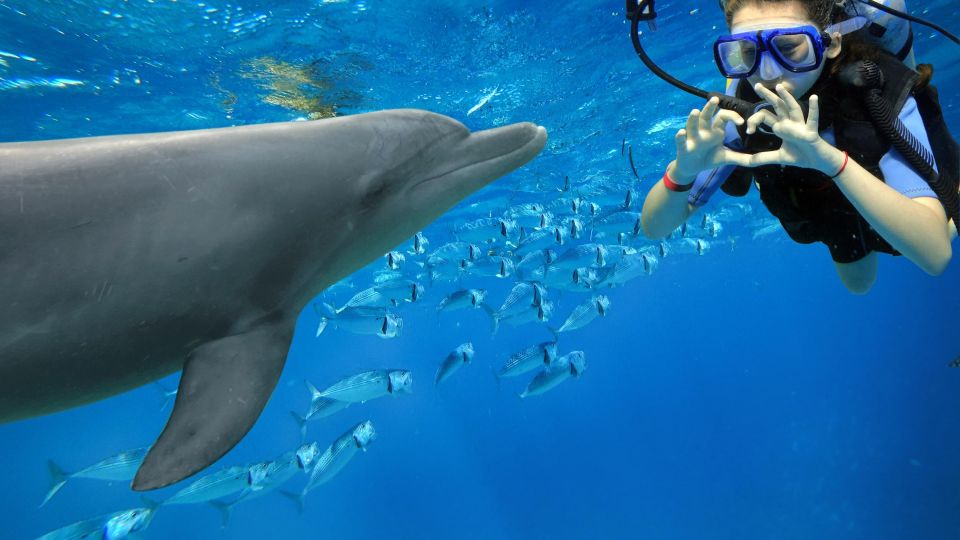 馬卡迪灣：海豚觀賞船之旅，含私人接送服務