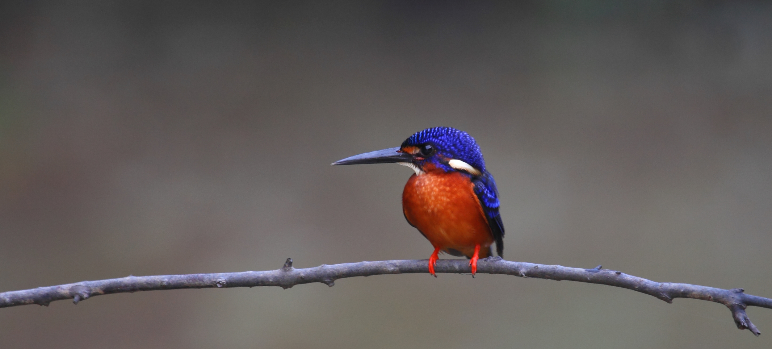 Klias Mangrove & Fireflies River Cruise in Kota Kinabalu, Sabah