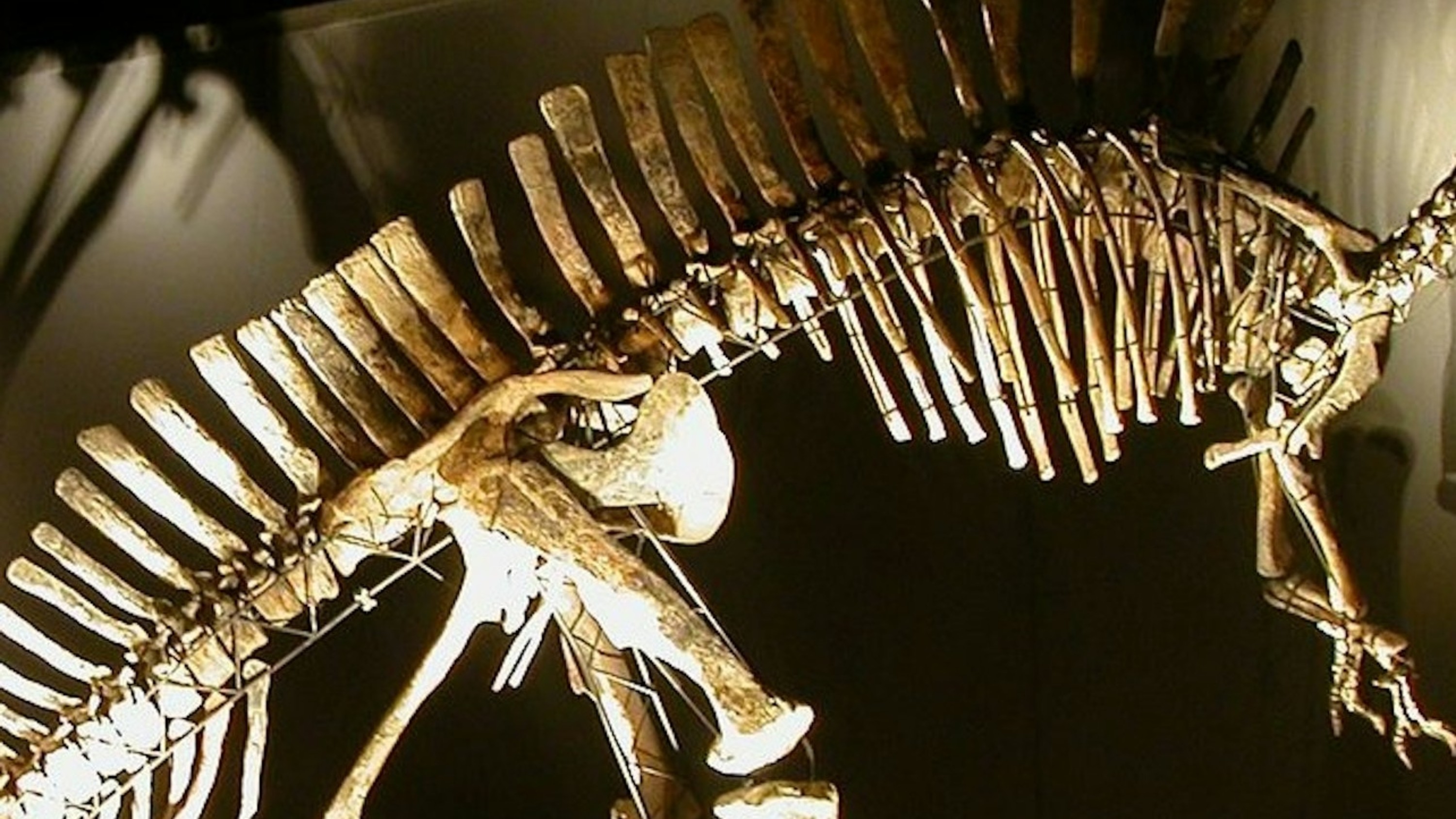 Skeleton of Ouranosaurus nigeriensis mounted in a lifelike pose inside the museum