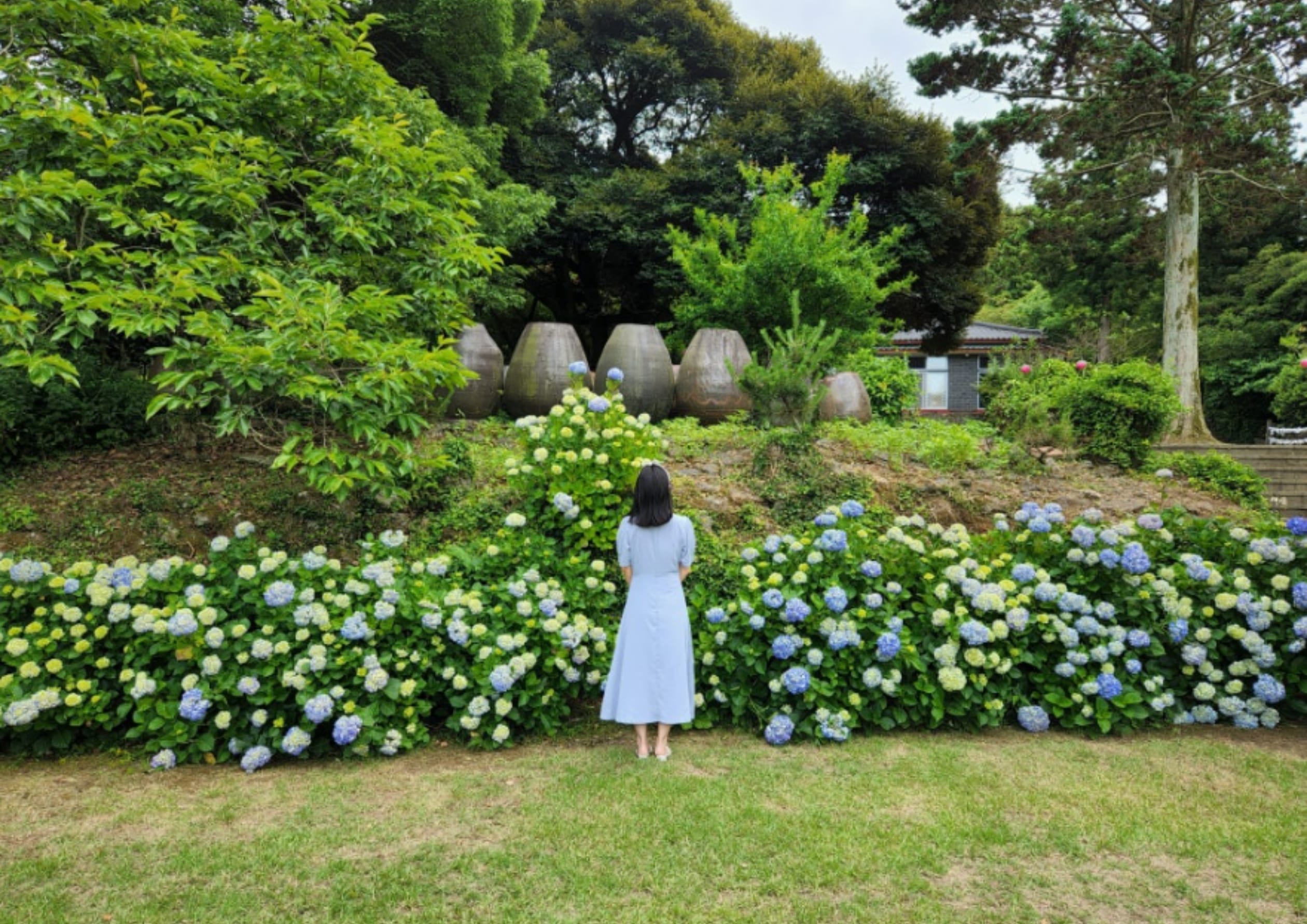 南國寺：四大季節花卉（夏季）