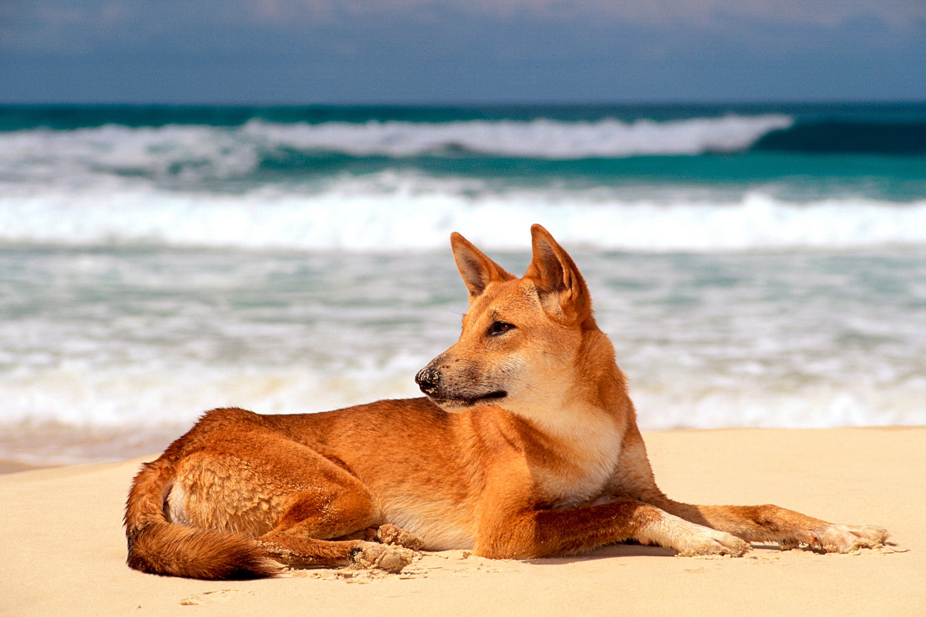Dingos on K'gari (Fraser Island)