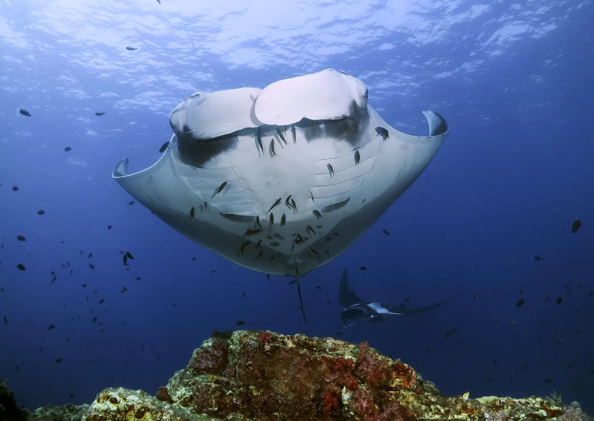 Hin Daeng & Hin Muan休閒潛水（Fun Dive）體驗（PADI五星級IDC度假村）