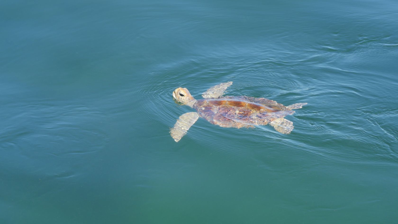 Best of Moreton Bay Island Tour from Brisbane