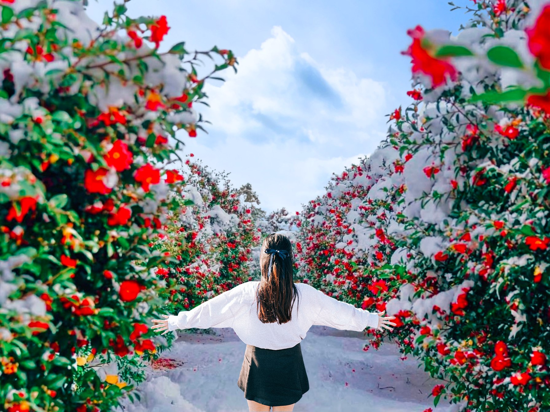 Jeju Camellia & Tangerine & Snow Winter Seasonal Tour