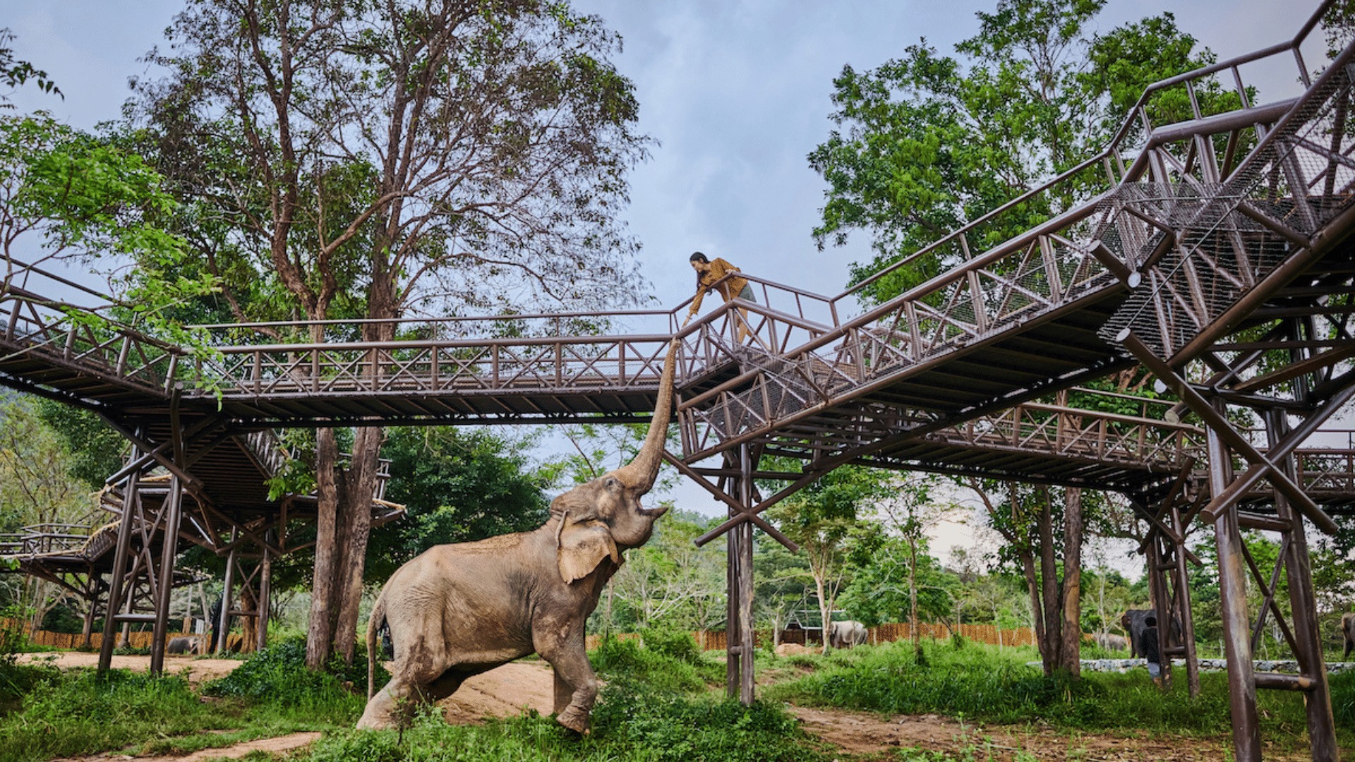 蘇梅島大象王國（Elephant Kingdom）體驗