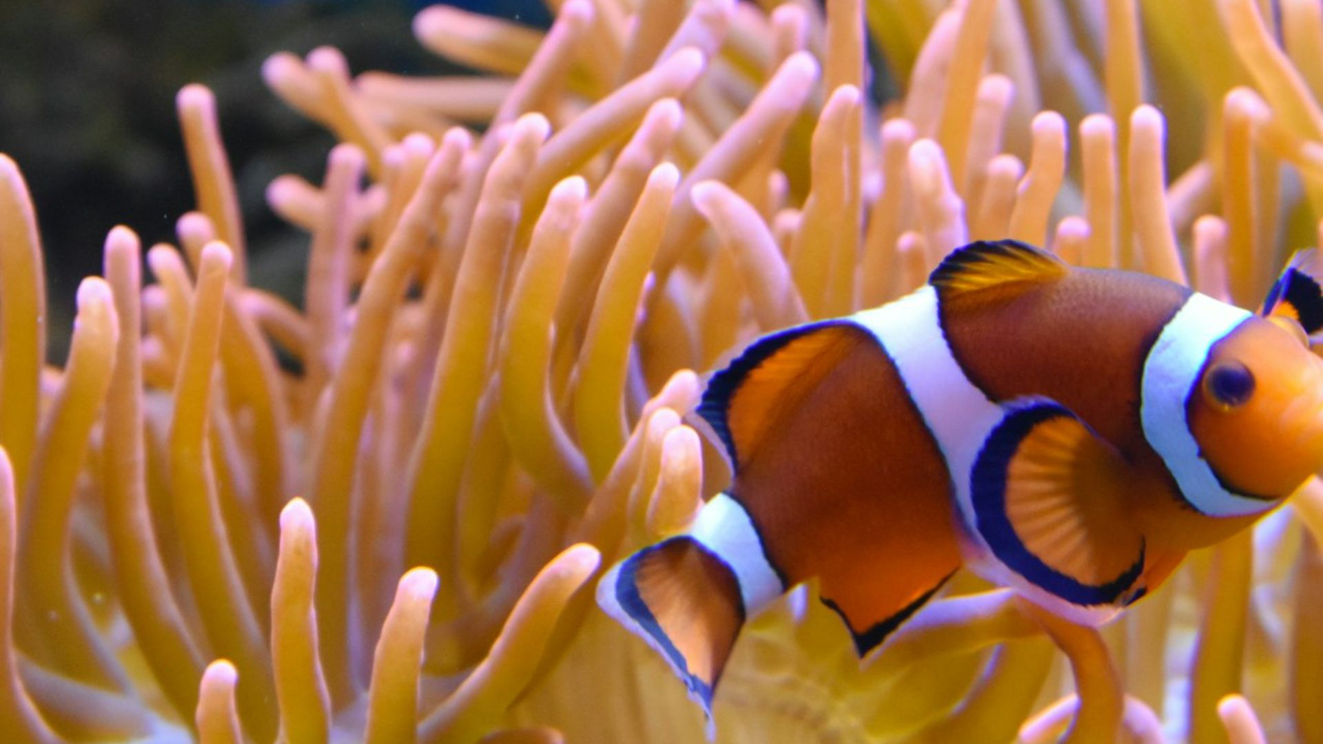 Билет в Nausicaa Centre National de La Mer в Булонь-сюр-Мер