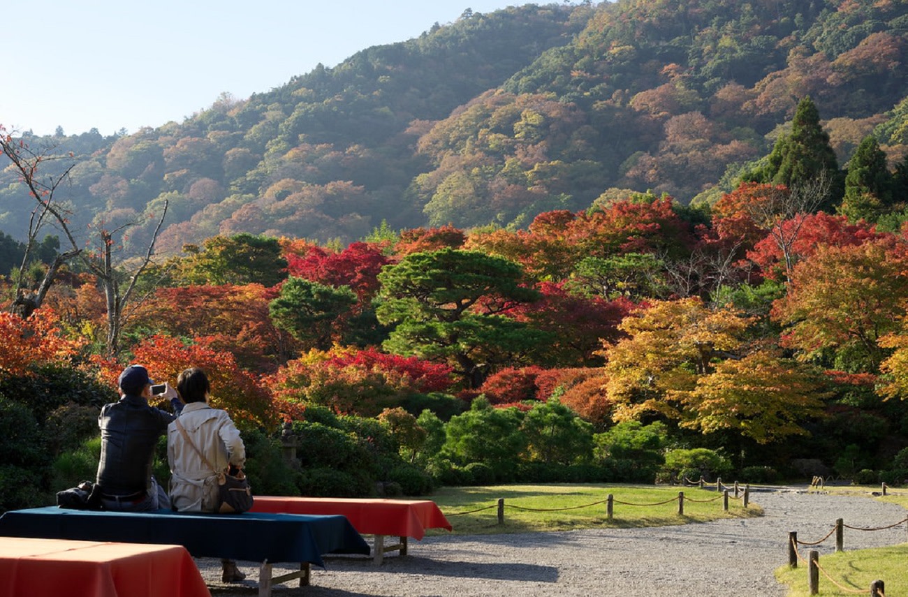 Kyoto Arashiyama Bamboo Forest Half-Day Small Group Tour