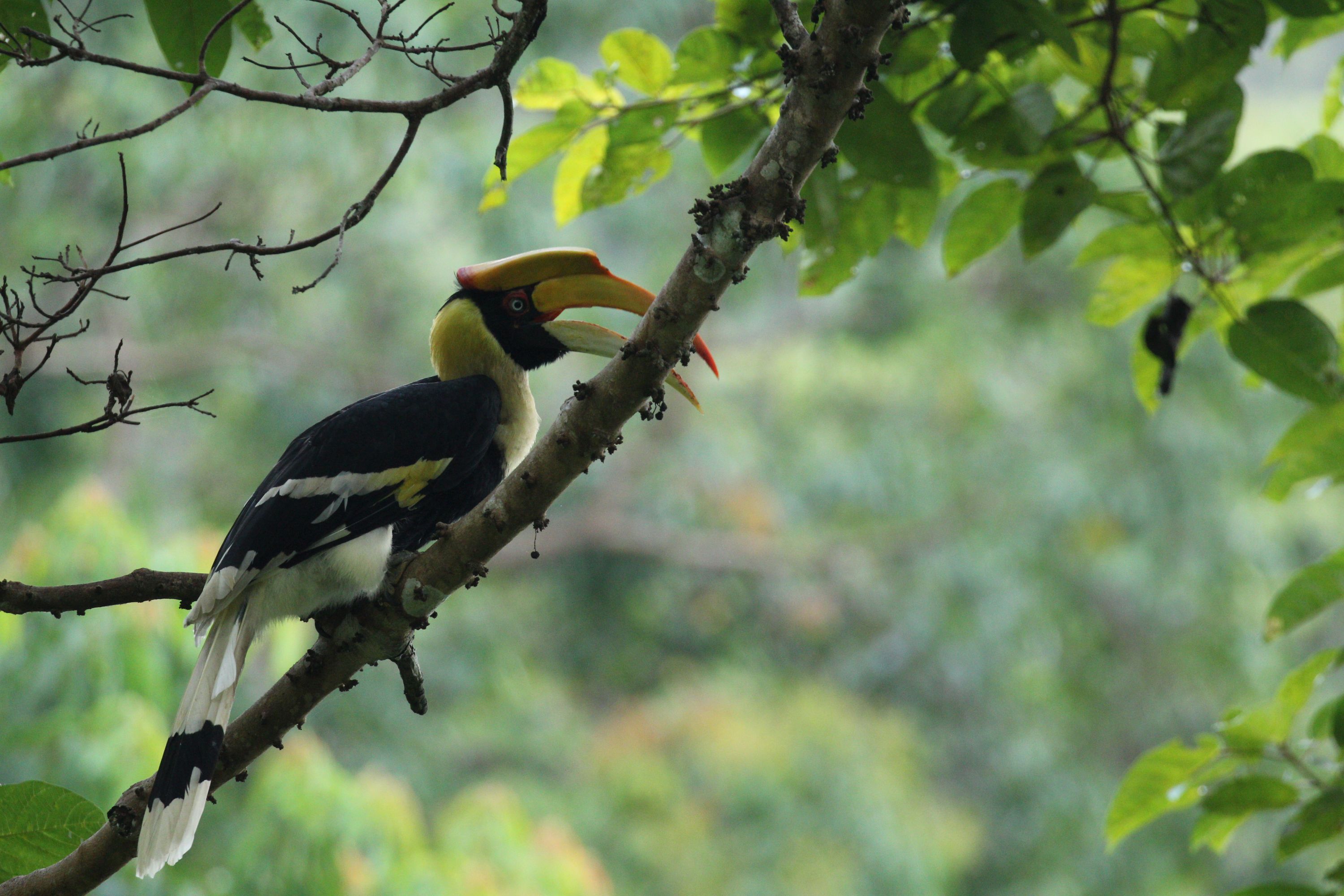 Langkawi Bird Watching Tour with Hotel Transfer