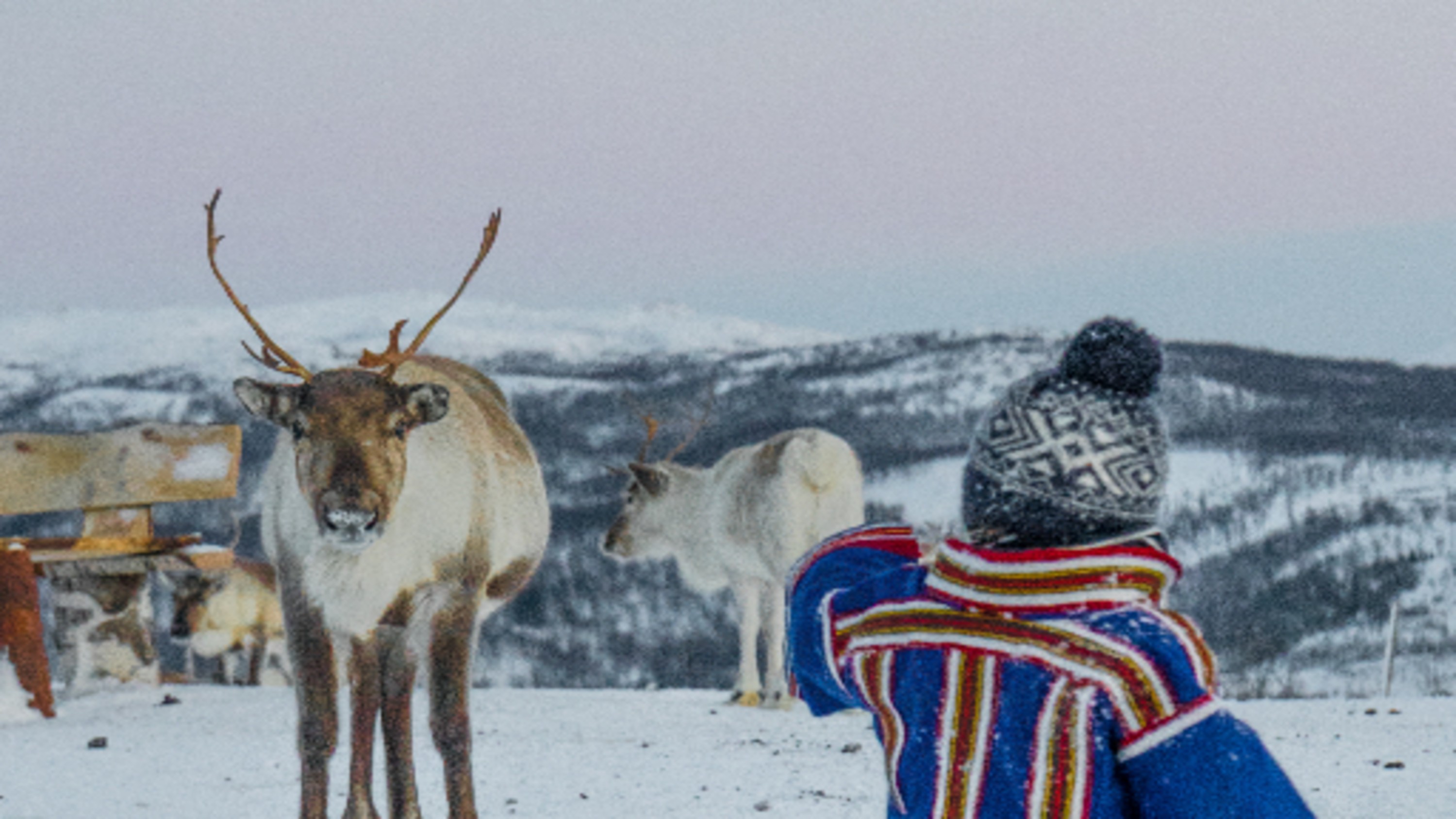在冬季仙境中，體驗獨特的馴鹿邂逅，感受魔法般的魅力