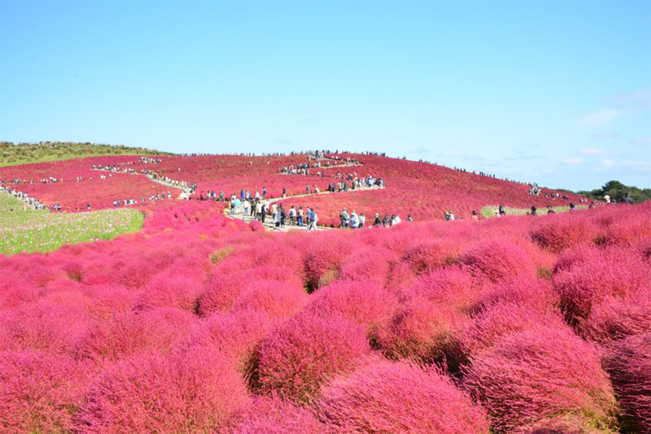 [Ibaraki Flower Sea and Food Perfect Encounter Day Tour] Oarai Isosaki Shrine, Nakaminato Seafood Market, Hitachi Seaside Park | Depart from Tokyo