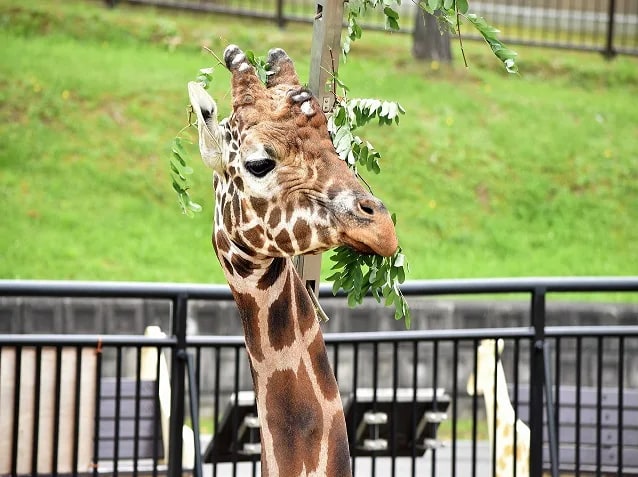 北海道經典一日遊｜旭山動物園＋美瑛青池＋精靈露臺＋白鬚瀑布