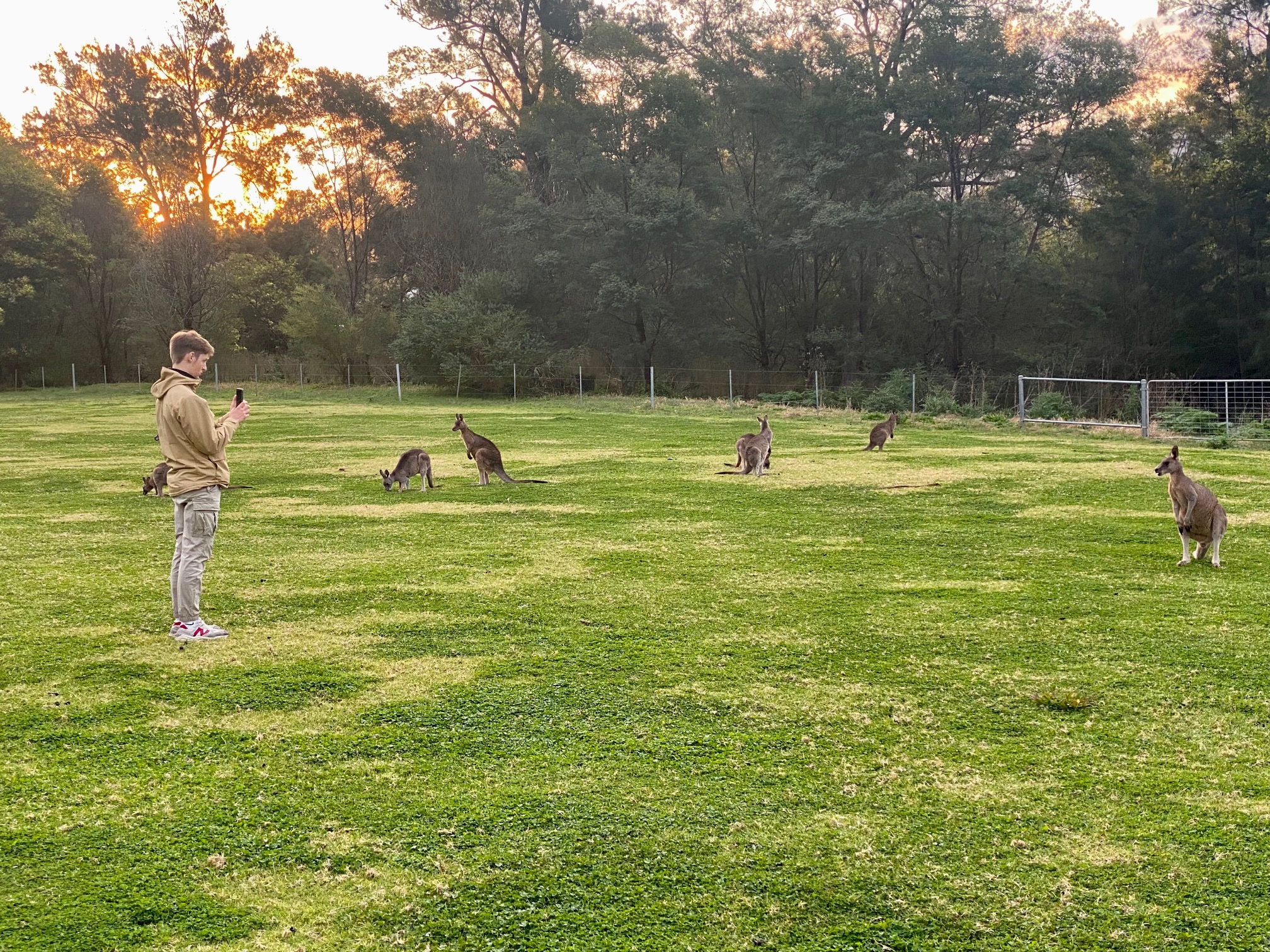 kangaroos wild