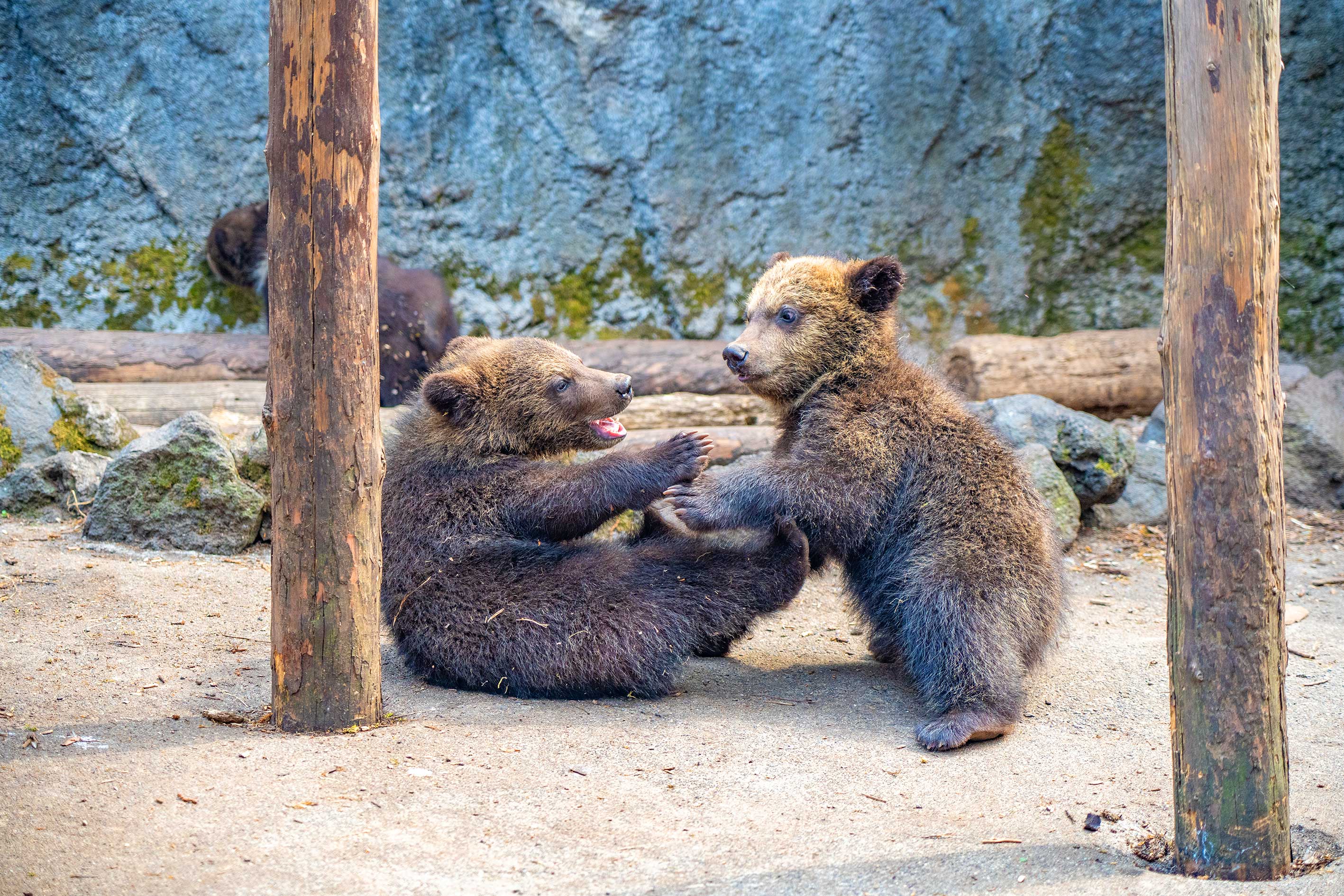 昭和新山熊牧場裡住著一百多隻北海道棕熊,從高臺往下看,它們或奔跑、或站立,表情各異,極具看頭。 昭和新山熊牧場裡住著一百多隻北海道棕熊,從高臺往下看,它們或奔跑、或站立,表情各異,極具看頭。