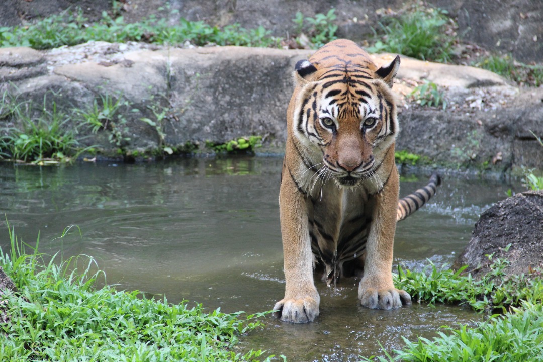 馬來西亞馬六甲動物園門票