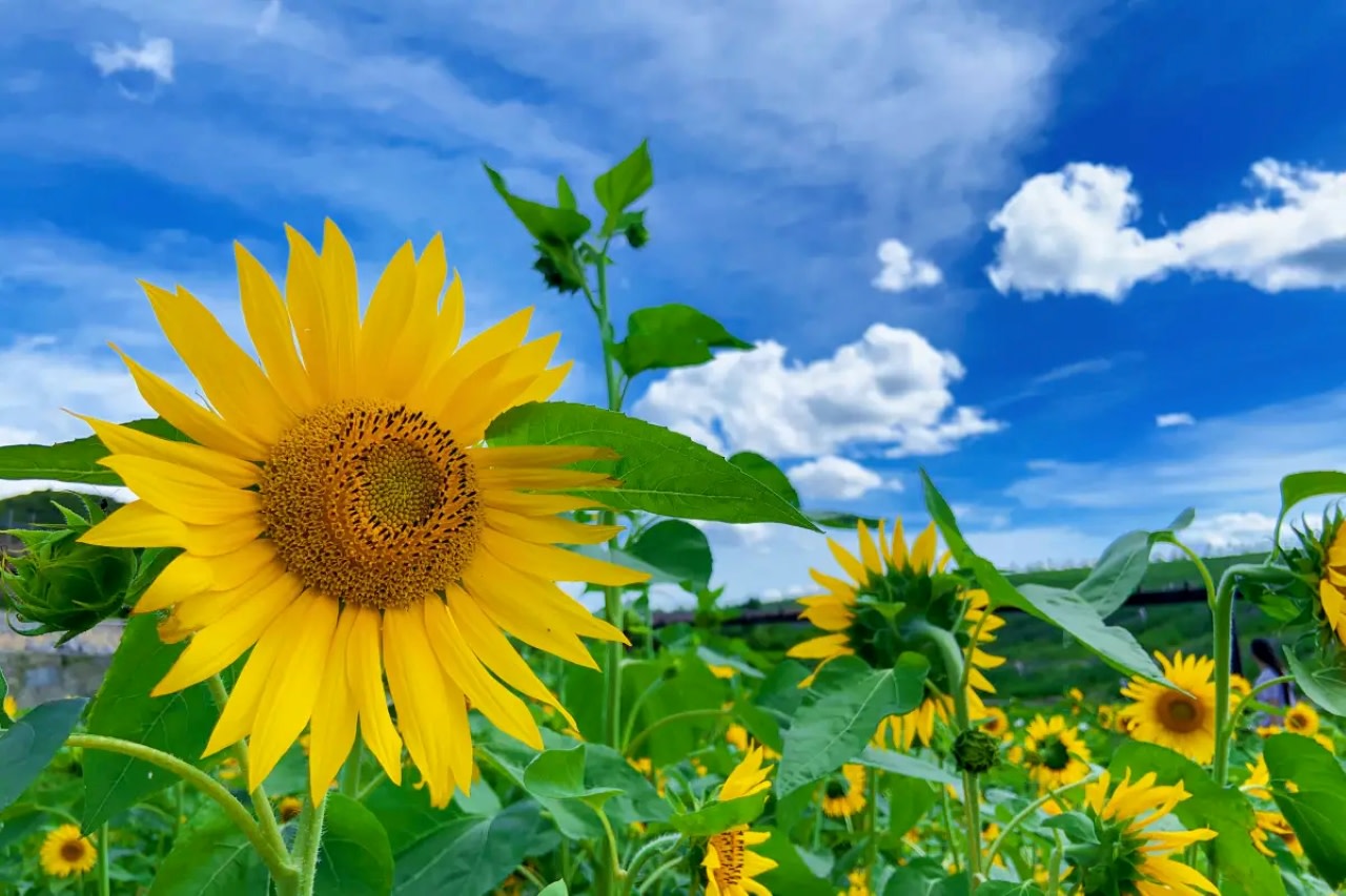 Beautiful Countryside