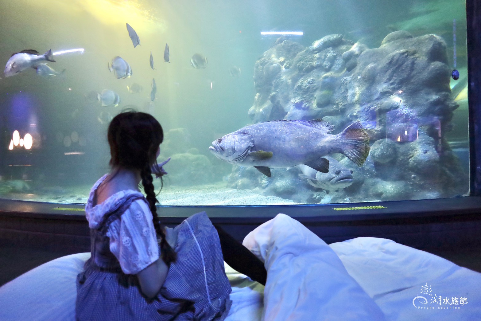 澎湖花火節: 澎湖水族館・夜宿體驗・導覽