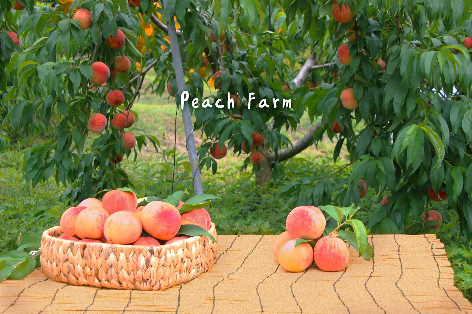 Let's go and pick some delicious, ripe peaches! *Summer Jun-Aug Only*