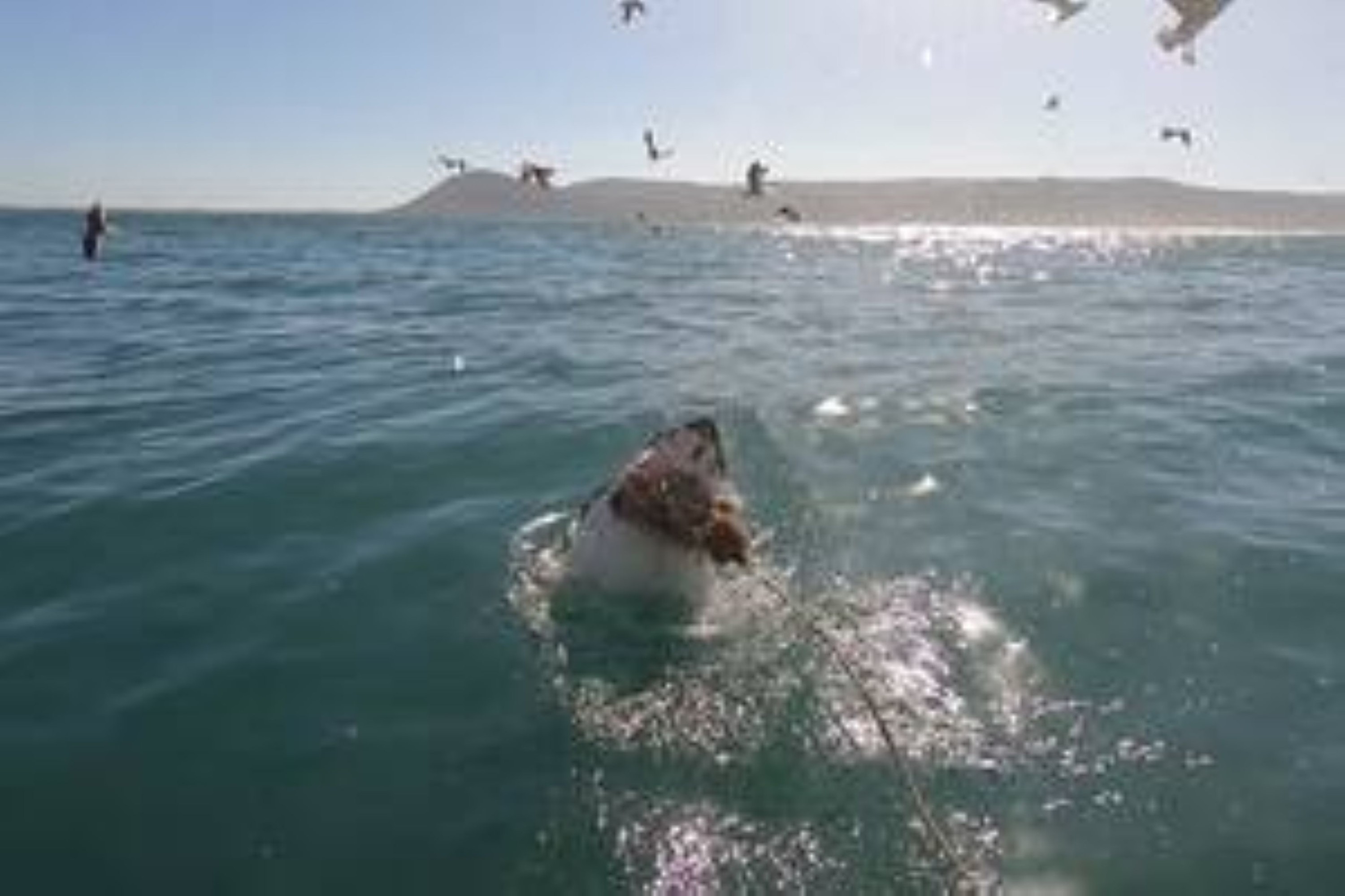 Shark Cage Diving including Transfer