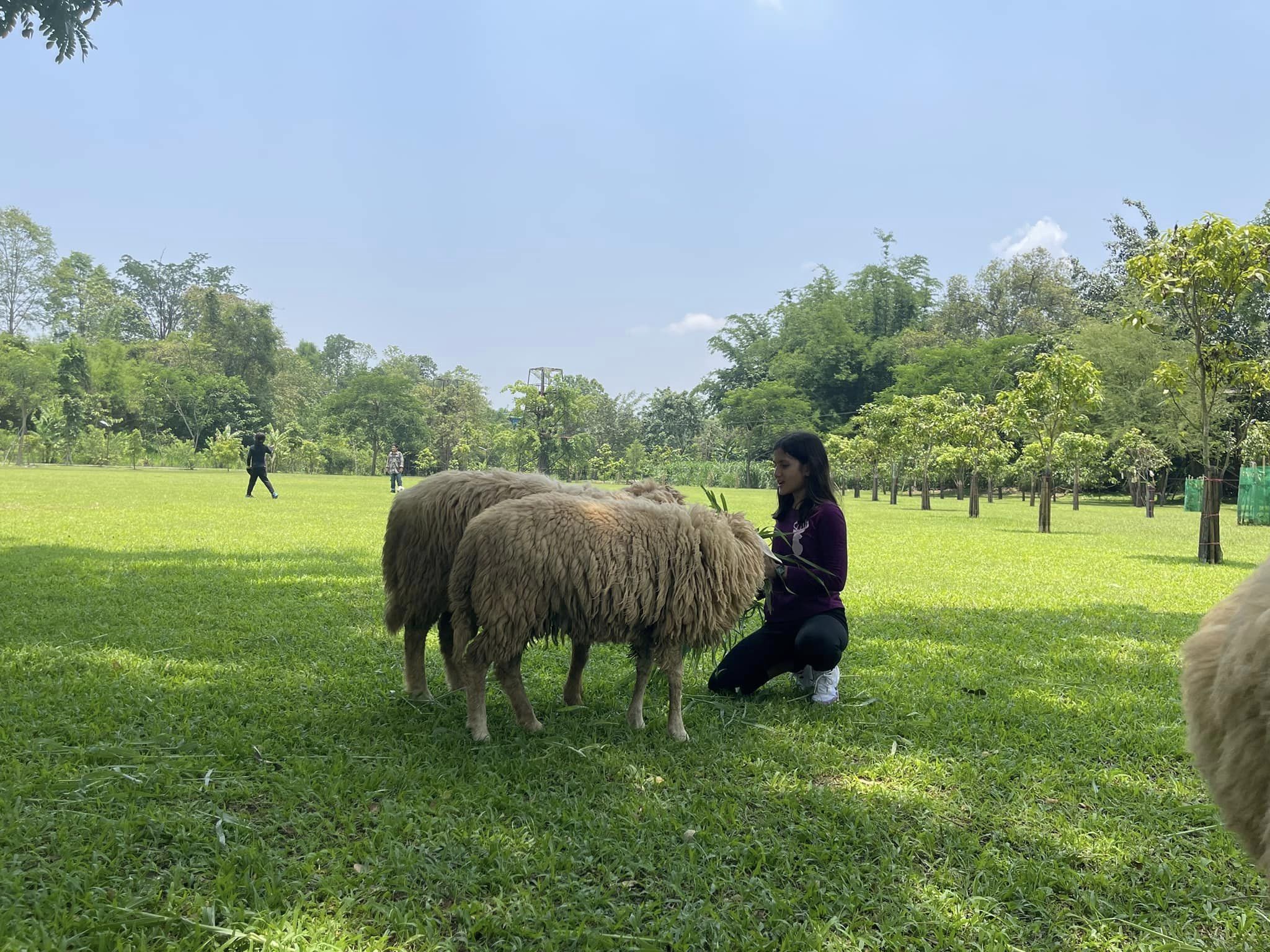 清邁鳳凰冒險樂園叢林飛索體驗