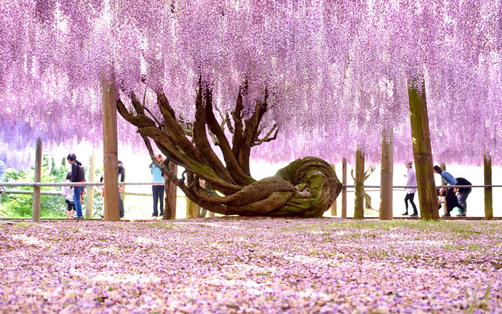 Kawachi Wisteria Garden & Kokura Castle & Kitakyushu Outlets