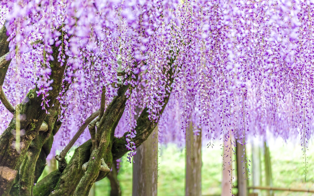 Kitakyushu Limited Flower Viewing: A Day Trip to Mojiko, Karato Market, Kokura Castle, and Kawachi Wisteria Garden to View Wisteria Flowers (Departure from Fukuoka)