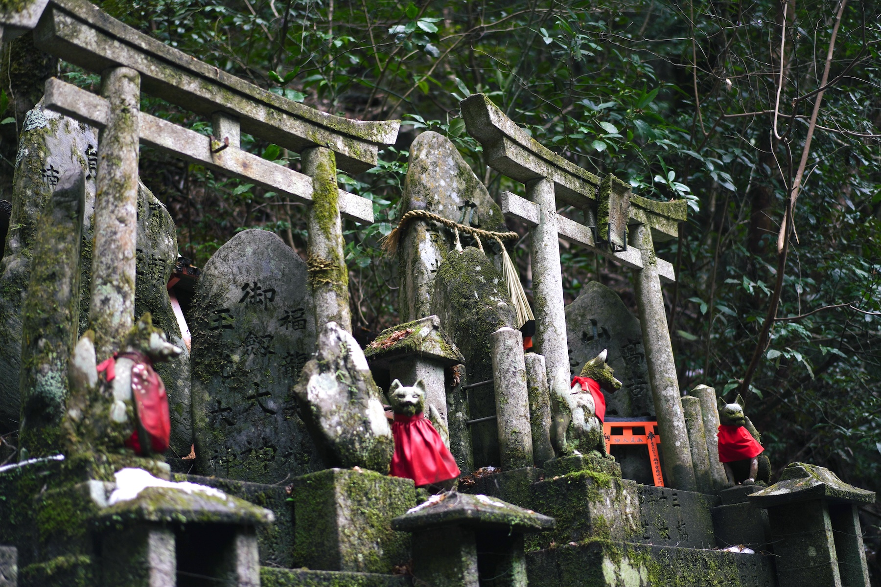 在我們的秘密吉卜力風格徒步路線上體驗神秘的氛圍 在我們的秘密吉卜力風格徒步路線上體驗神秘的氛圍
