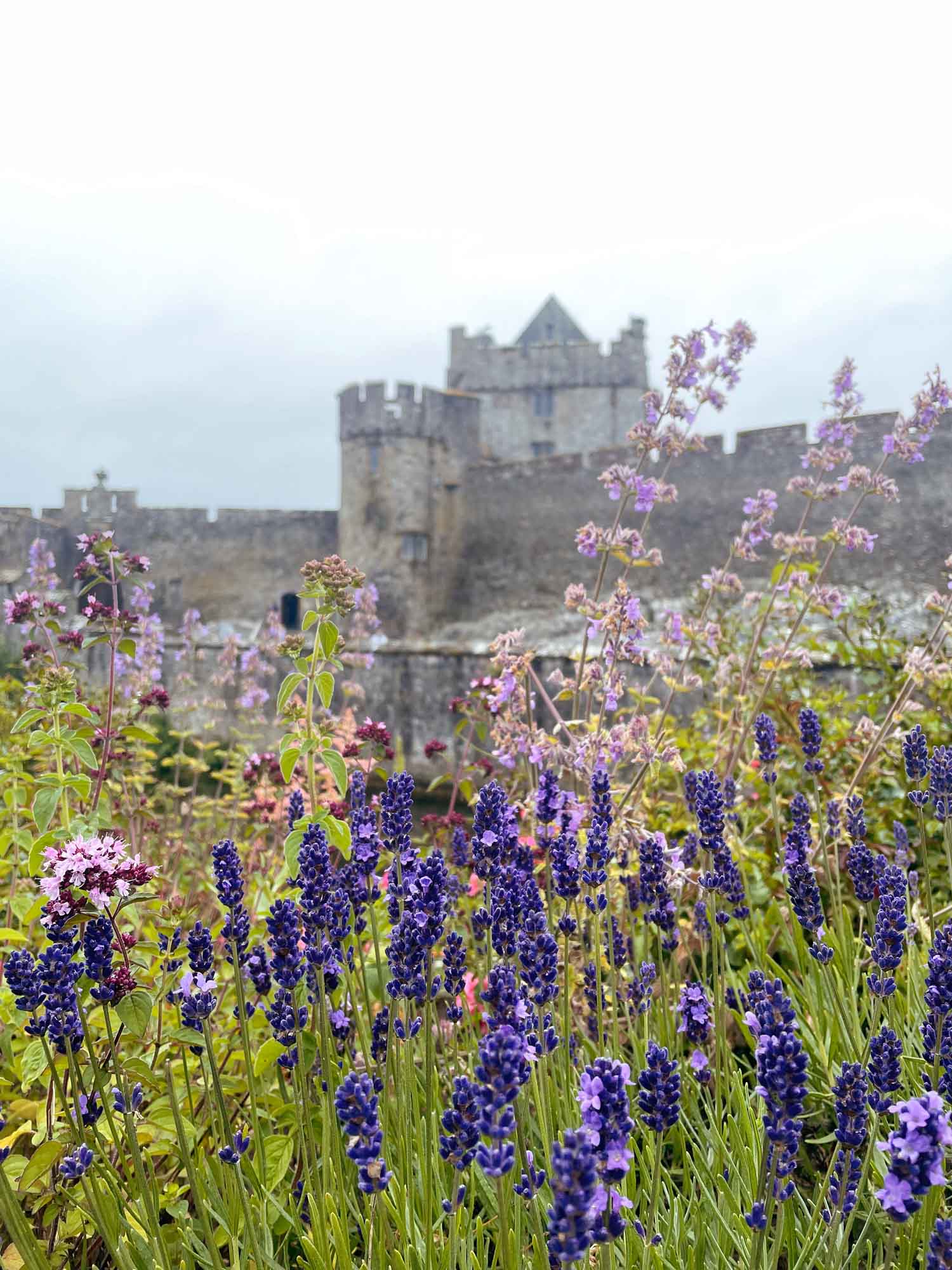 從都柏林出發，前往布拉尼城堡、卡舍爾岩石和卡希爾城堡一日遊