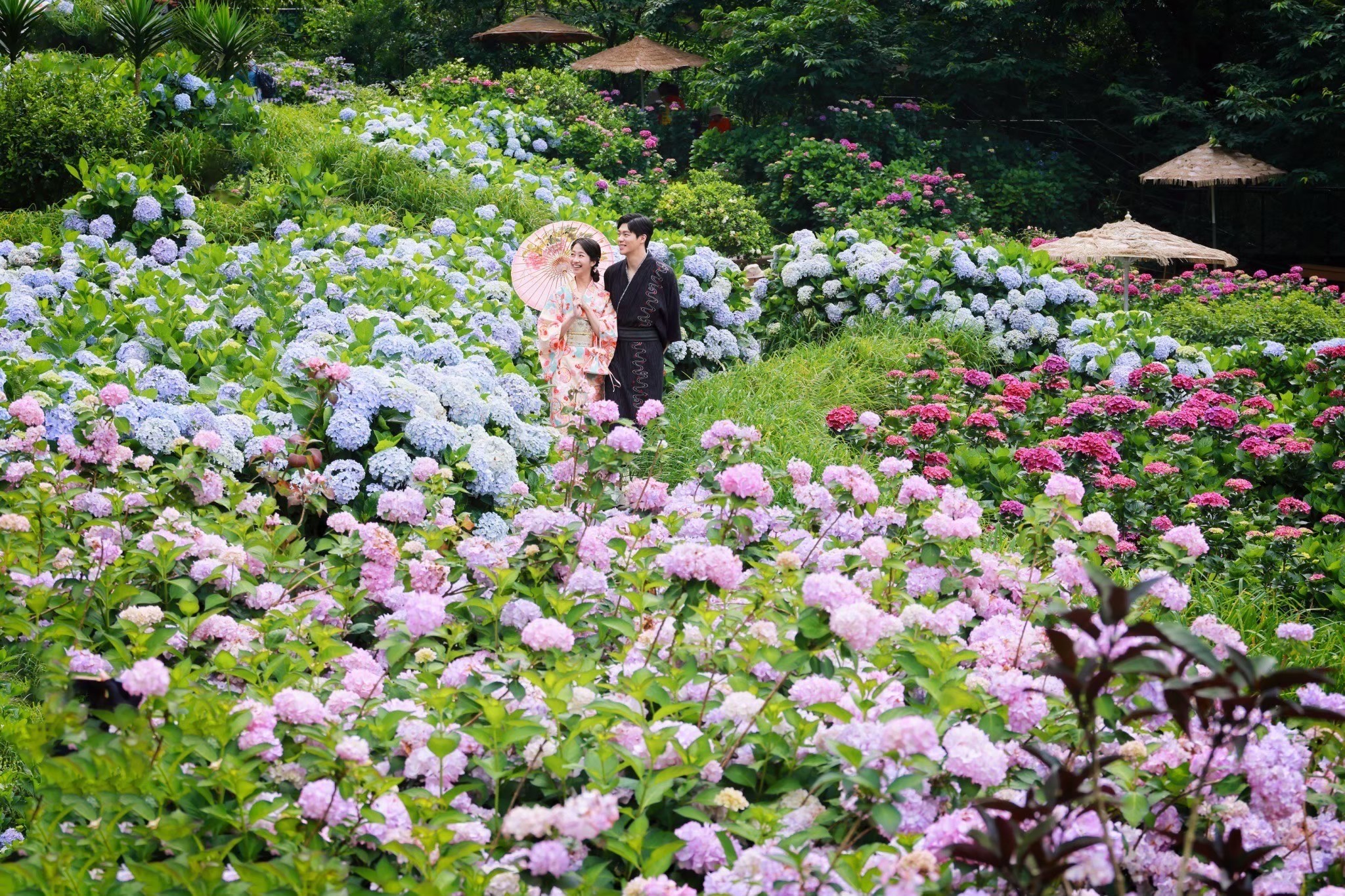 曹家花田香門票