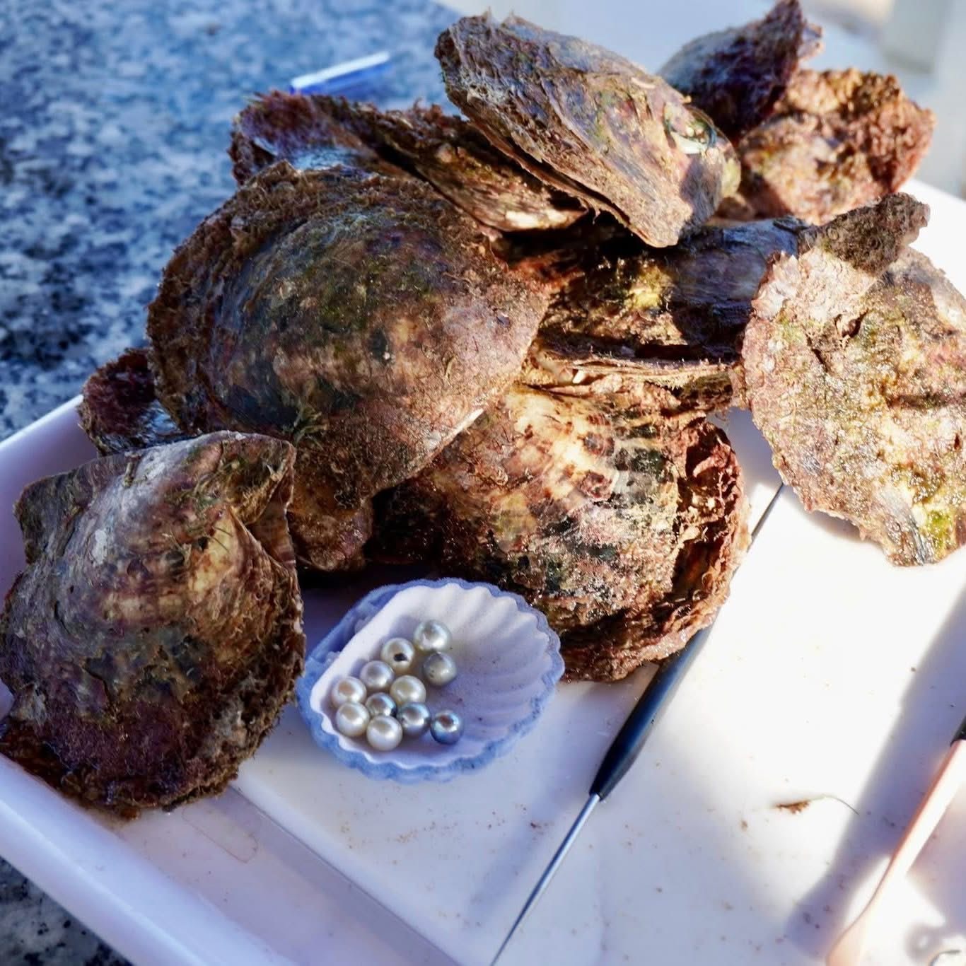 Исследуйте подводный мир жемчуга в Нячанге