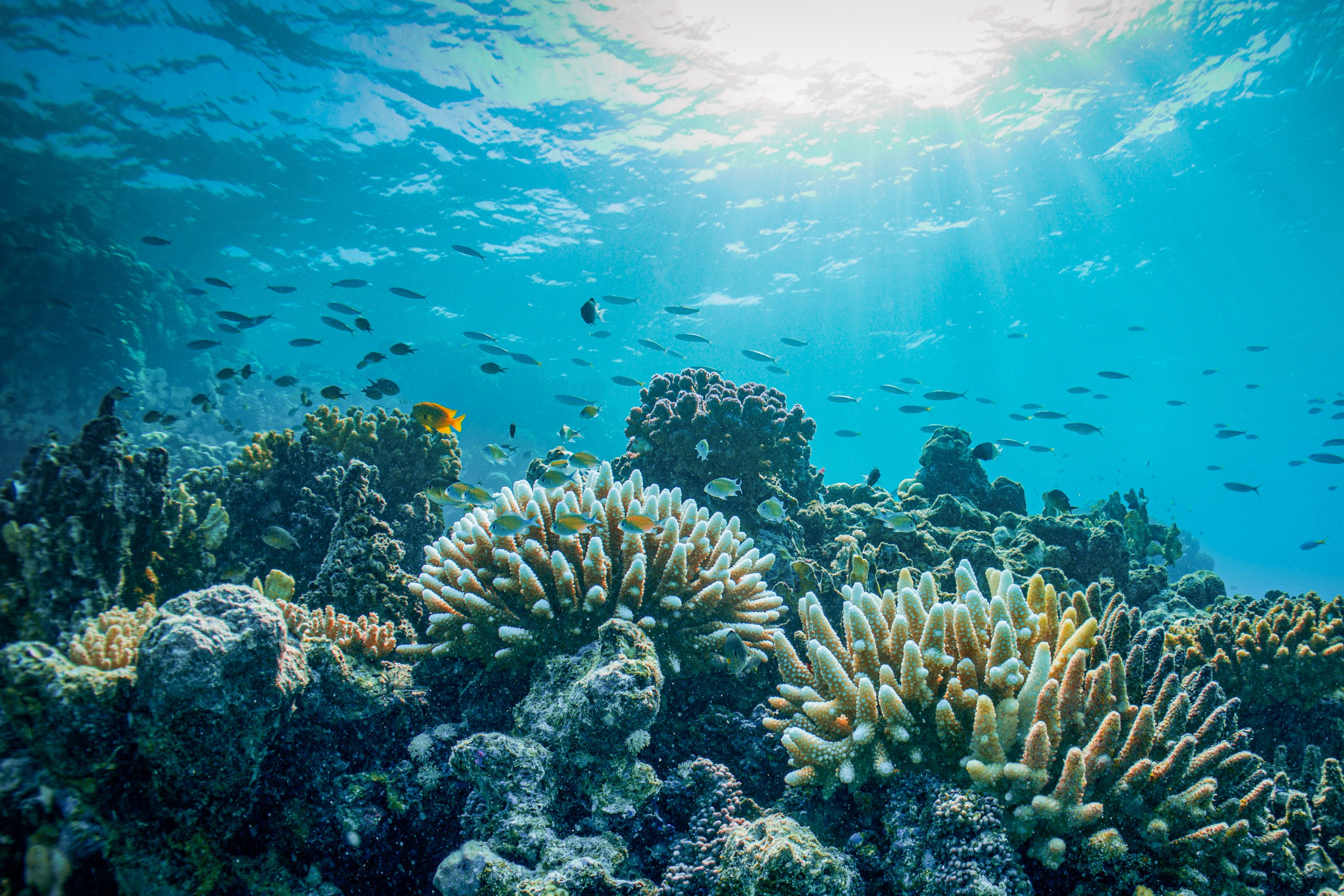 Boat Trip to Bayada Island