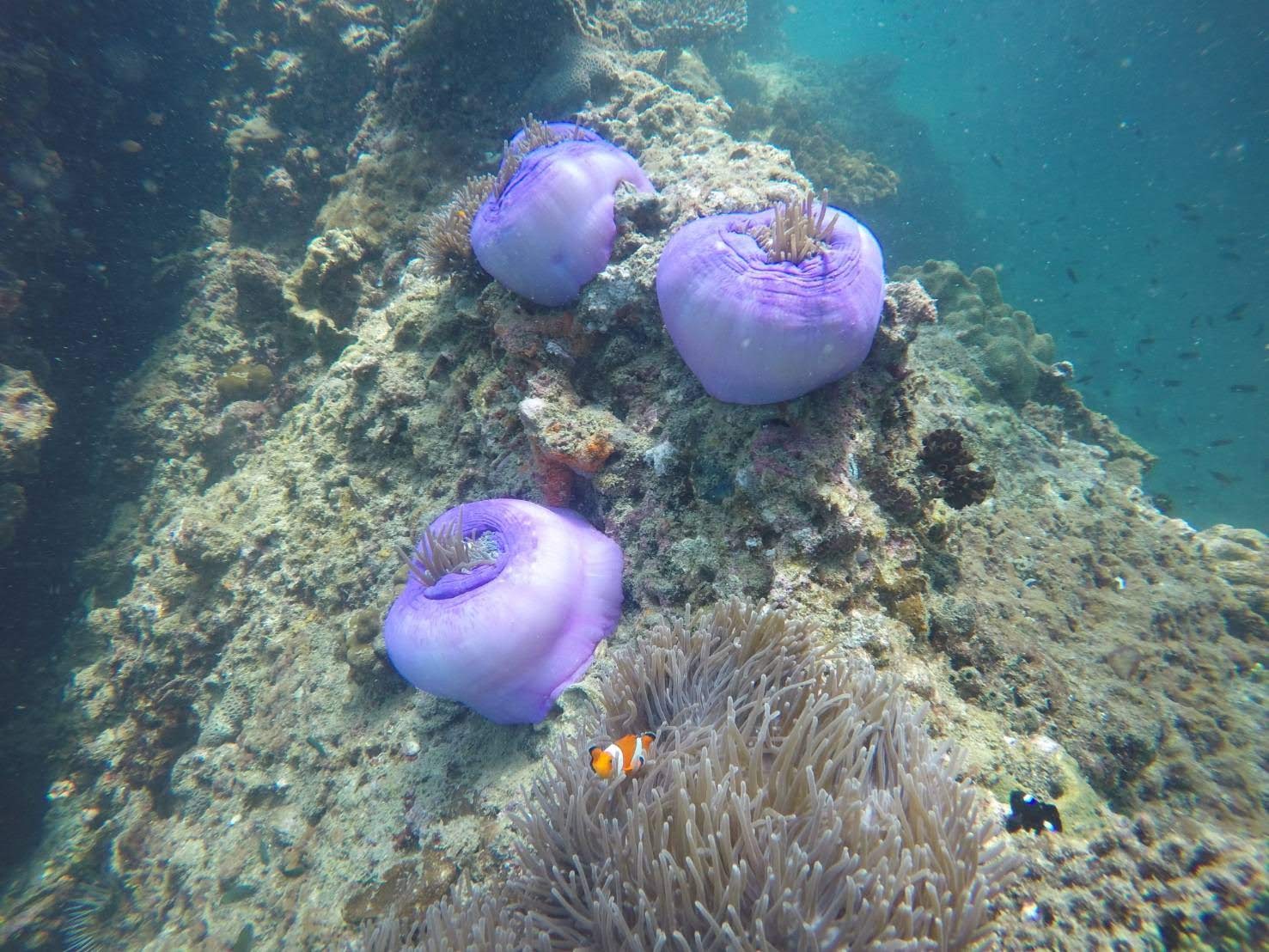 甲米Yawasam & 塔鲁岛（Talu Island）浮潜之旅