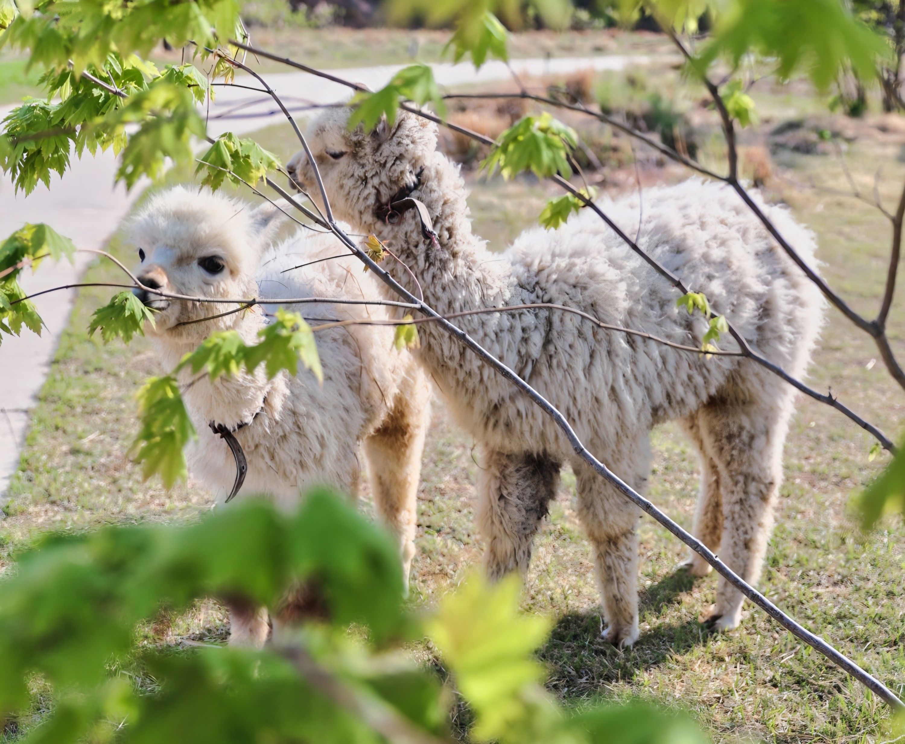 Alpaca & Sheep Ranch Admission Ticket in Gapyeong