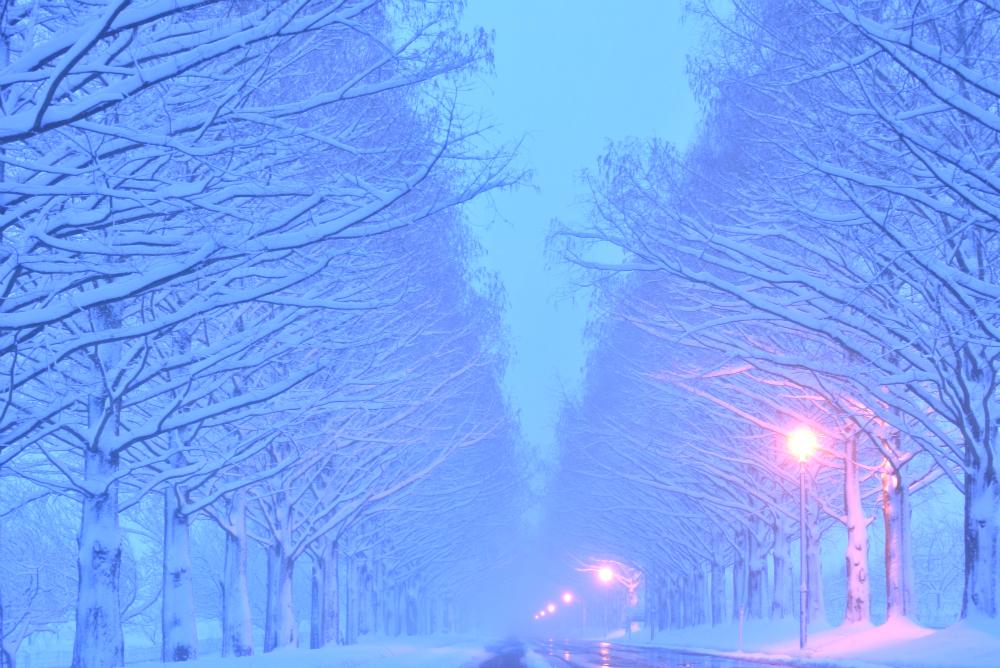 箱館山雪趣與森林溫泉之旅-箱館山玩雪/滑雪 水杉大道 高原溫泉療愈｜大阪出發/京都出發