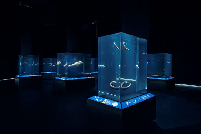 Ocean in Focus: Into the Abyss