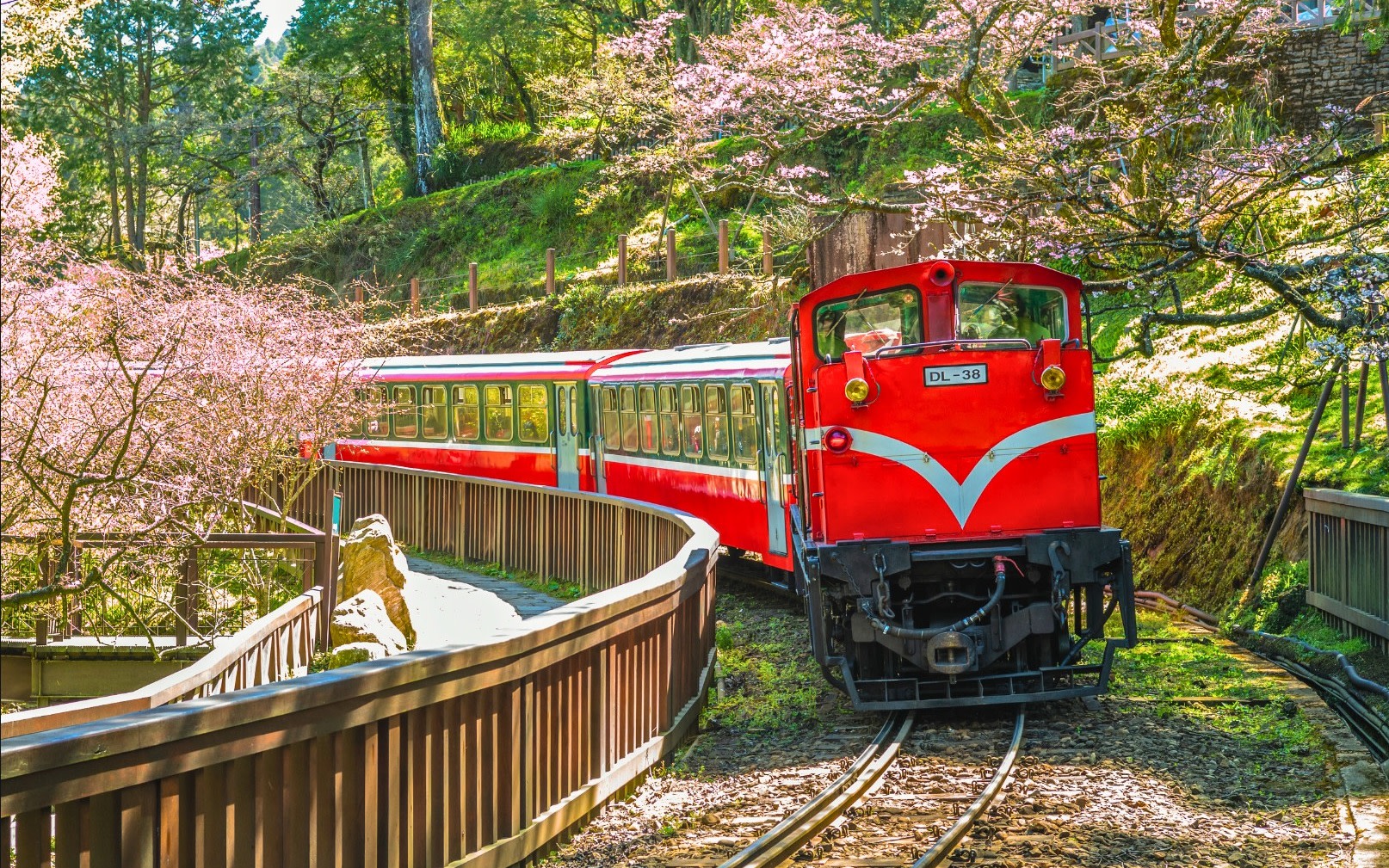 Alishan Day Tour from Taichung, Chiayi, or Kaohsiung