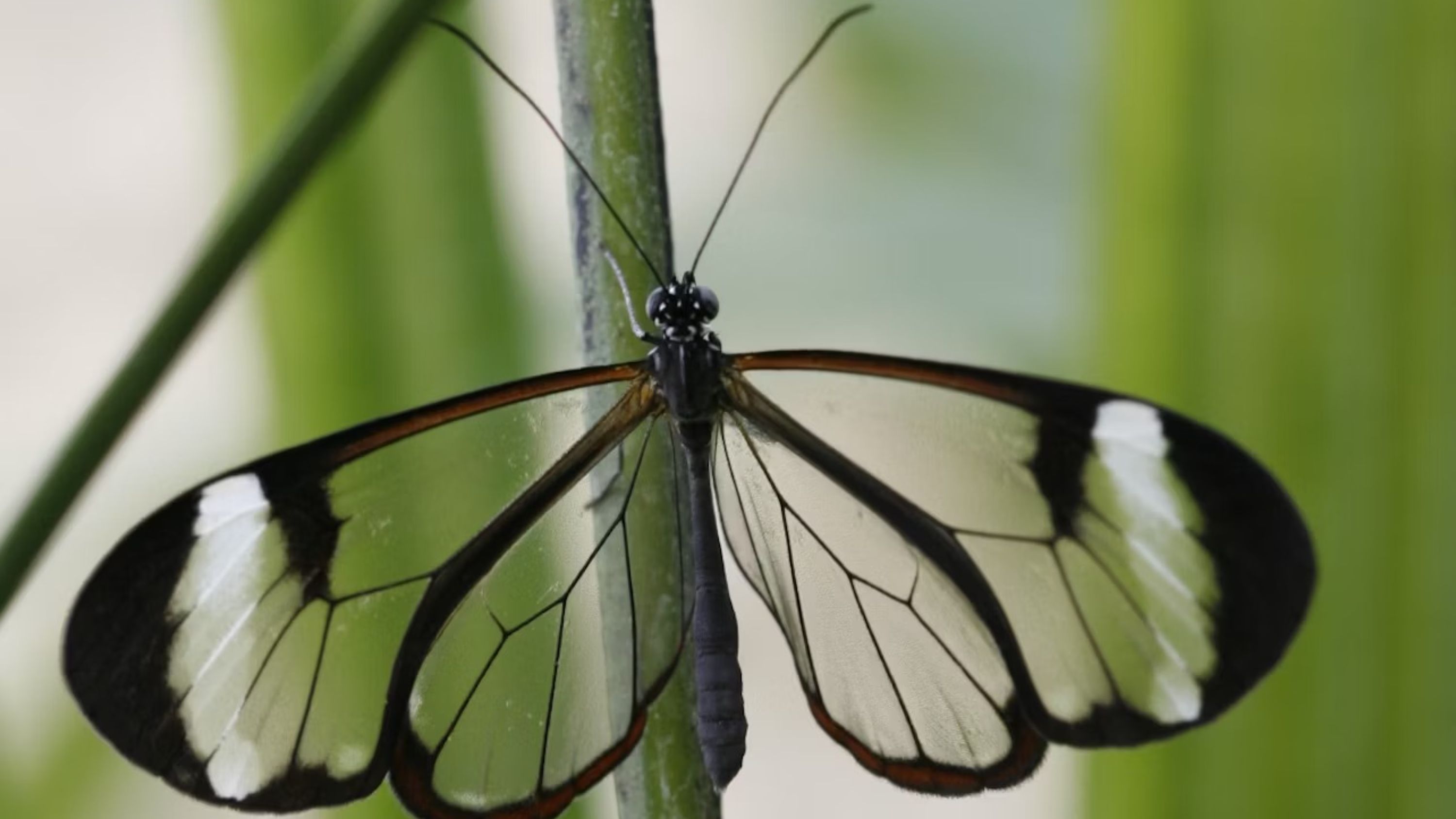 走進一個充滿飛舞翅膀和異域風情的熱帶雨林