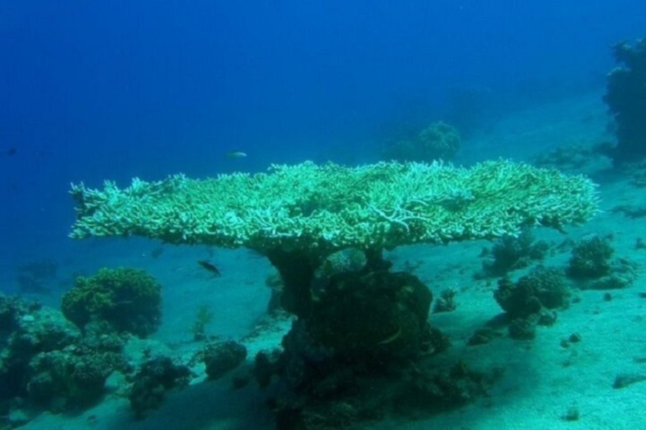 3 Pools National Park and ATV Quad in Dahab by Bus - Sharm El Sheikh
