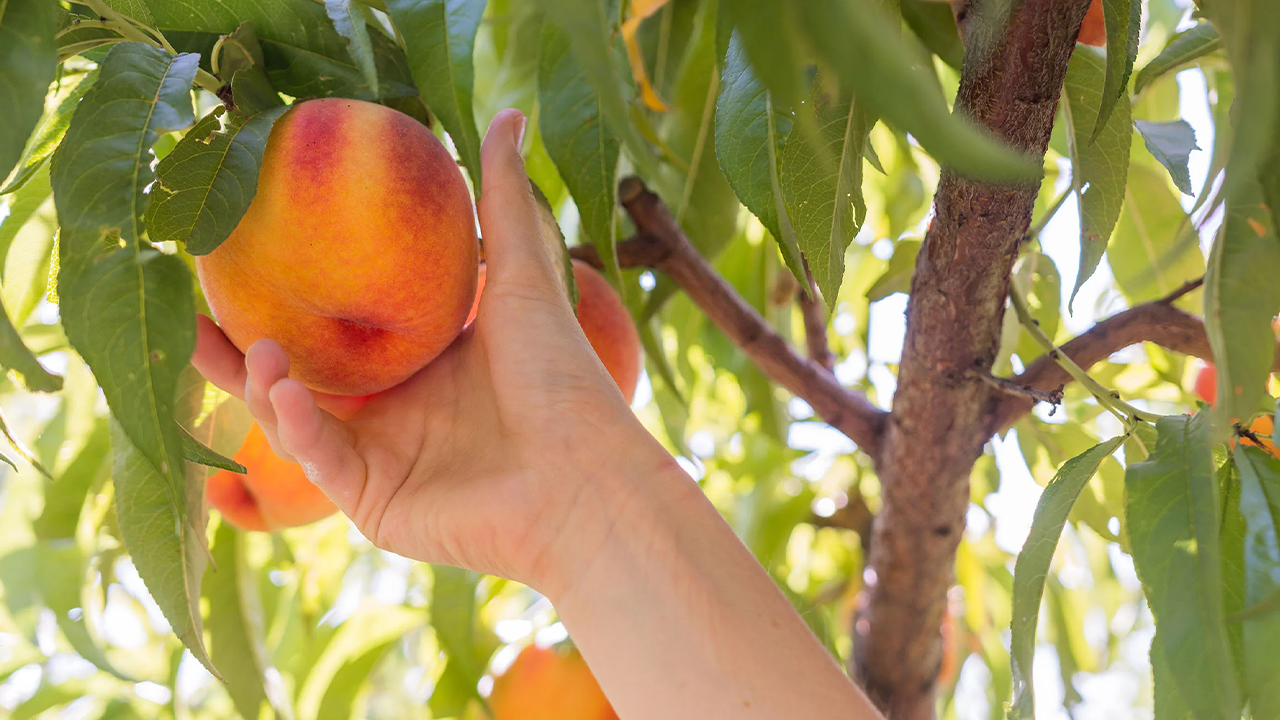 陽光普照的桃子果園裡，枝頭結實纍纍。這份採摘的樂趣深受家庭和情侶喜愛，是夏季不容錯過的體驗。