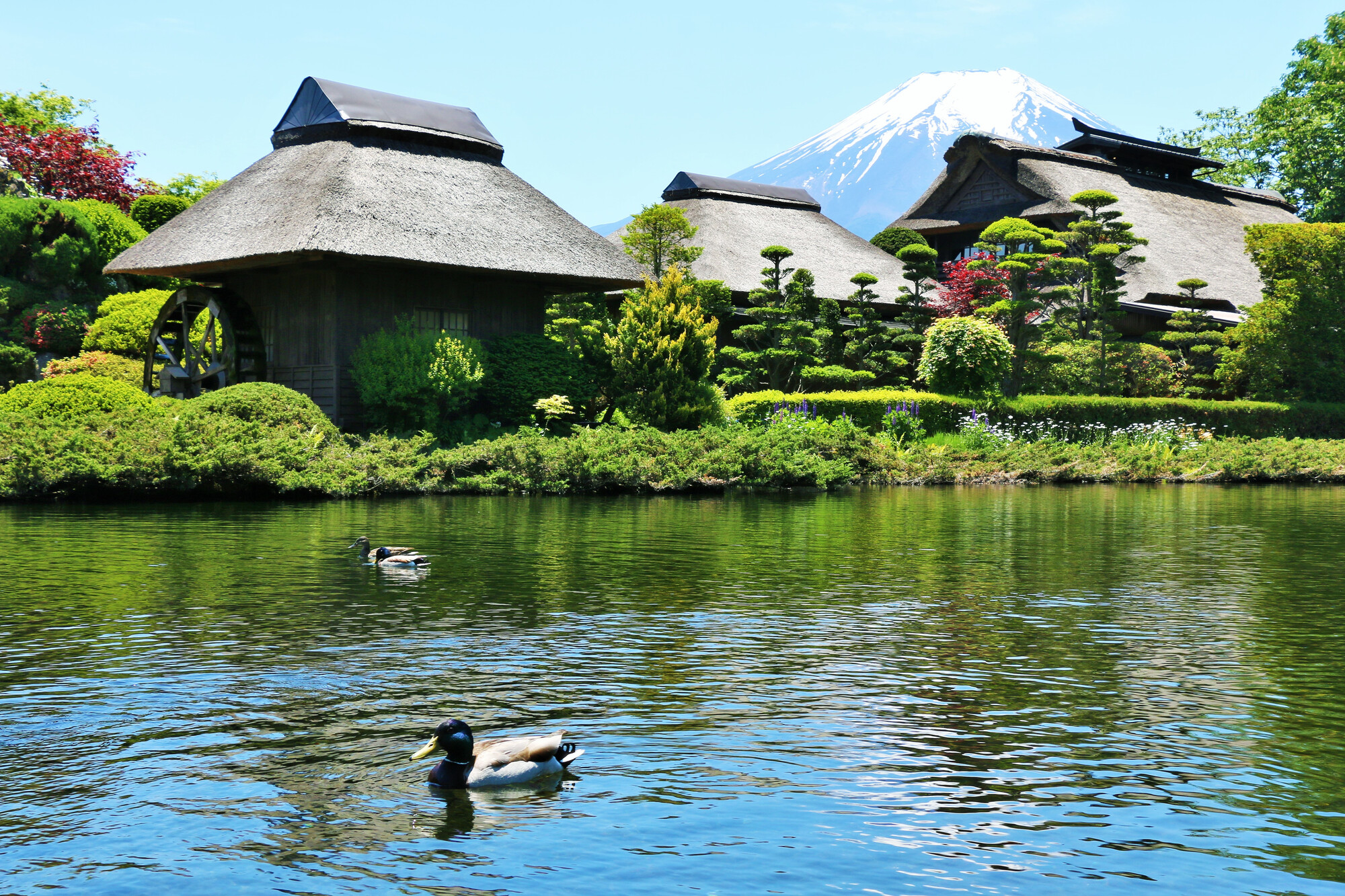 富士山五合目 & 河口湖巴士之旅（東京出發）