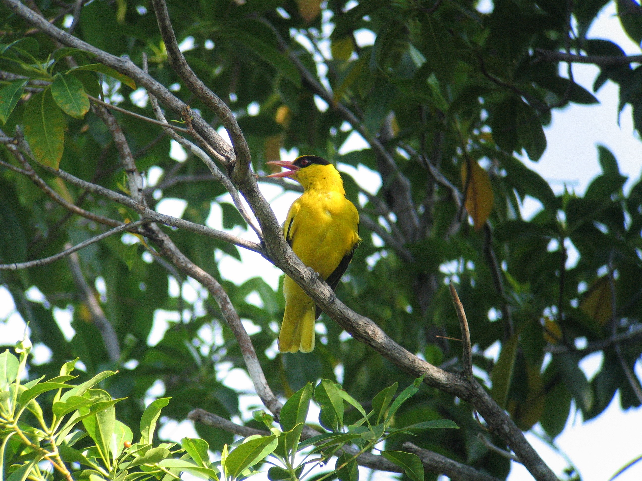 Langkawi Bird Watching Tour with Hotel Transfer