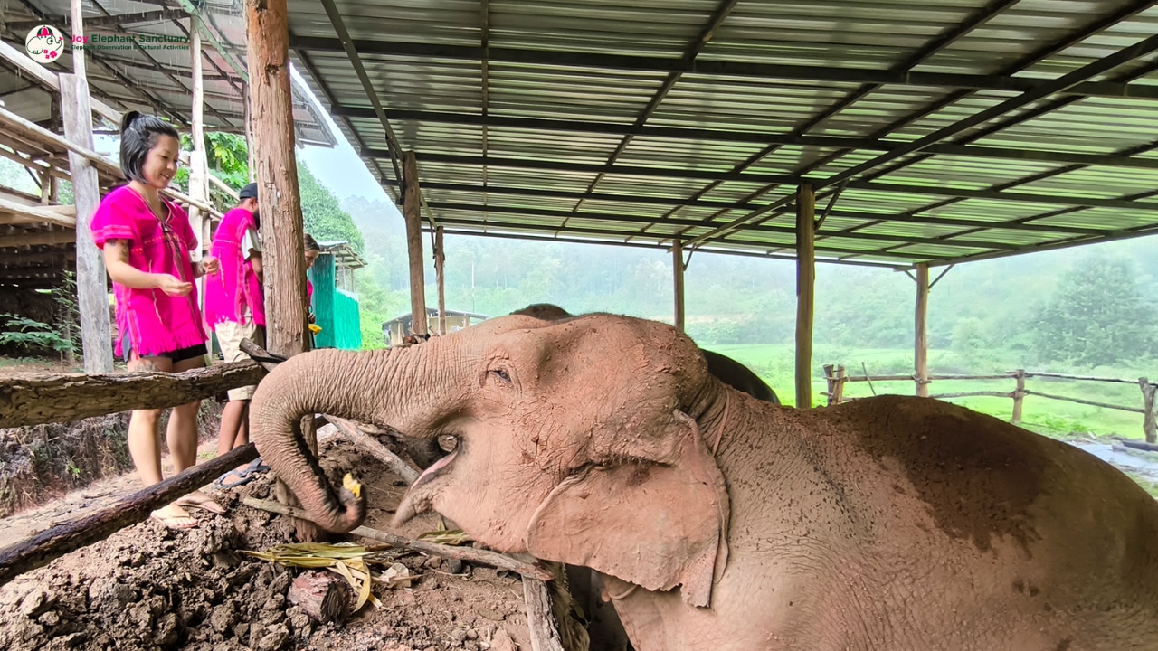 Chiang Mai Elephant Sanctuary Observation and Activity Combo