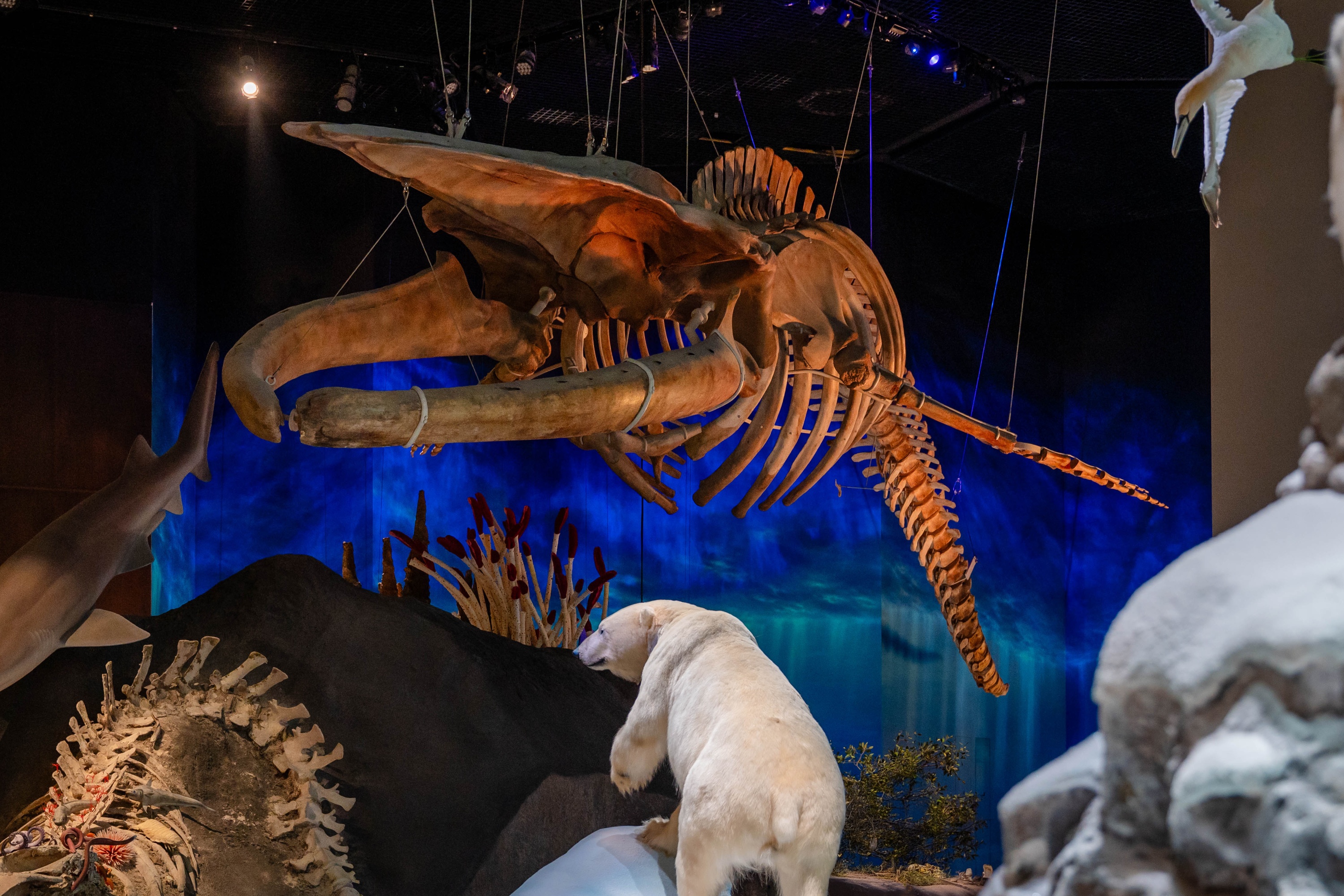 一具長達 25 公尺、由 189 塊骨骼組成的雌性藍鯨骨架。 一具長達 25 公尺、由 189 塊骨骼組成的雌性藍鯨骨架。