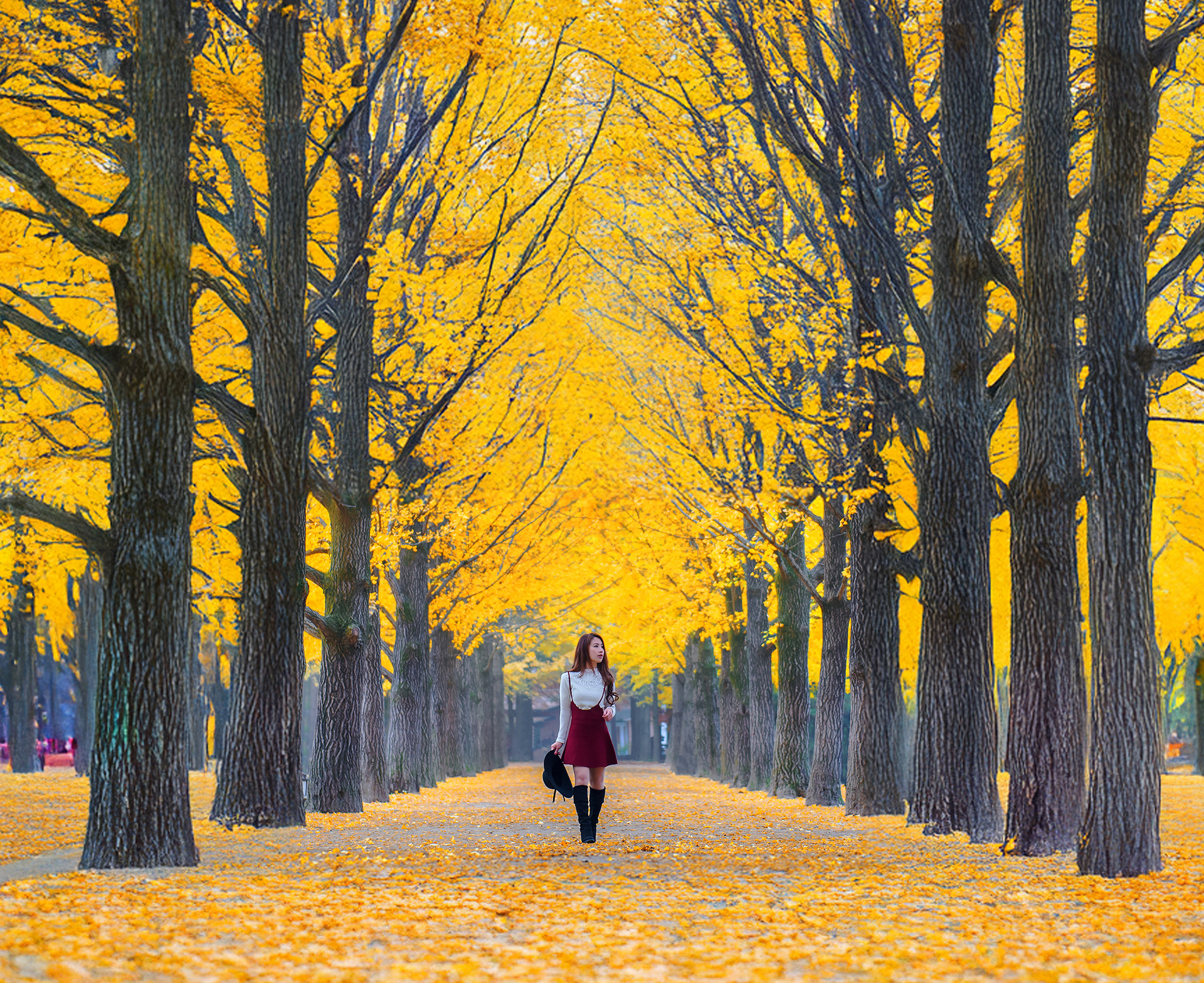 南怡島秋意盎然,色彩斑斕。🍁漫步在韓國最浪漫的島嶼南怡島,穿梭於金色的銀杏樹和楓葉之間! 南怡島秋意盎然,色彩斑斕。🍁漫步在韓國最浪漫的島嶼南怡島,穿梭於金色的銀杏樹和楓葉之間!