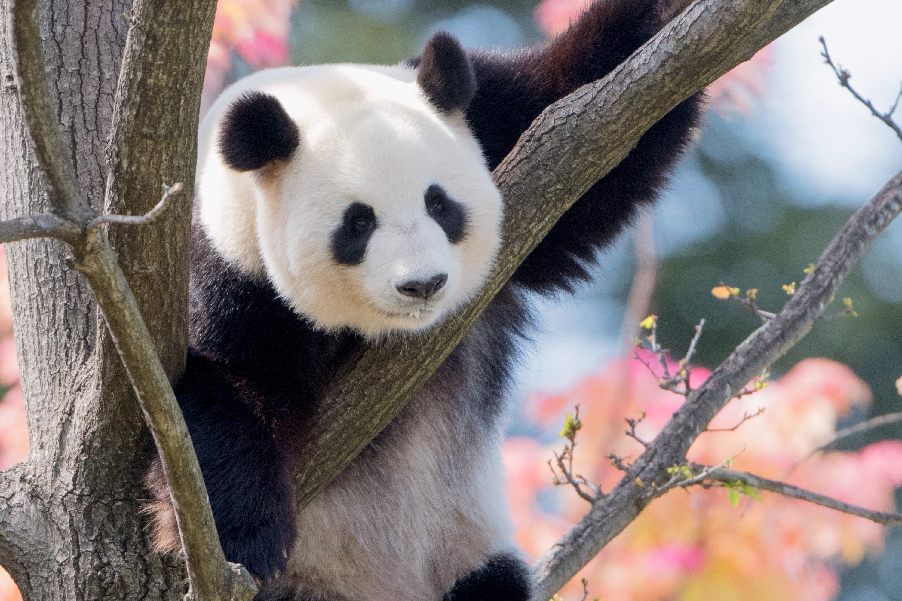 阿得雷德動物園門票