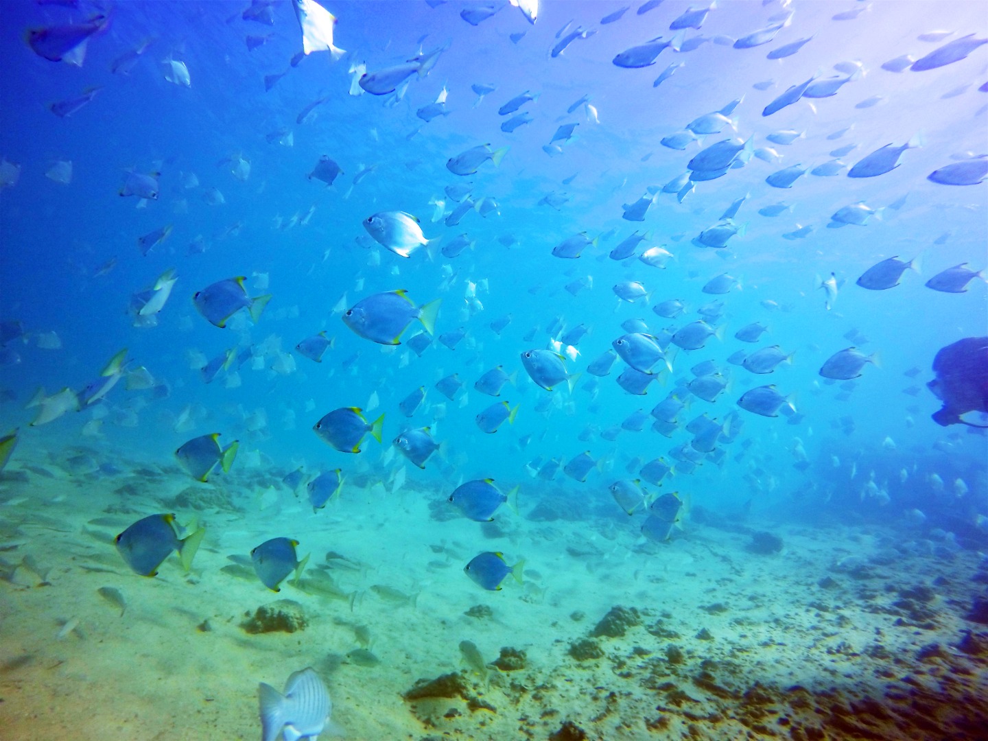 黃金海岸水肺潛水入門體驗