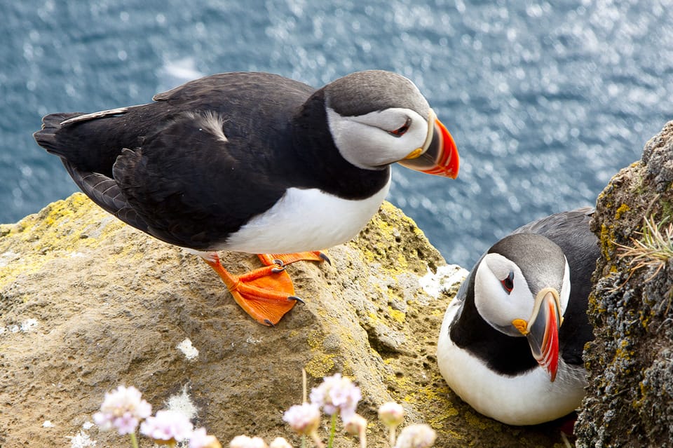 Puffins 