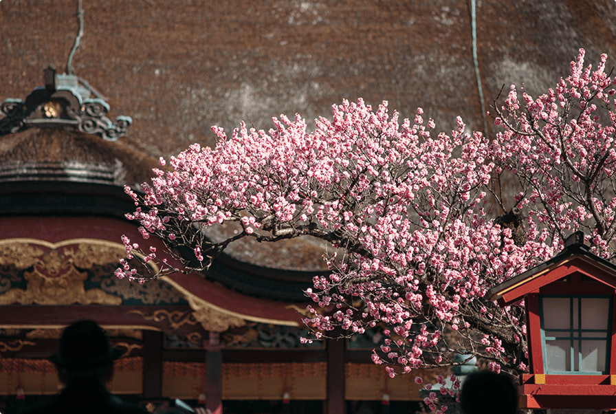 熊本城·阿蘇火山·草千里·阿蘇神社·黑川溫泉一日遊（福岡/熊本出發）