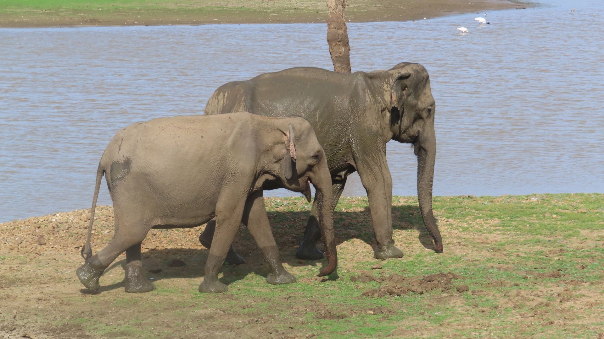 Udawalawe national park