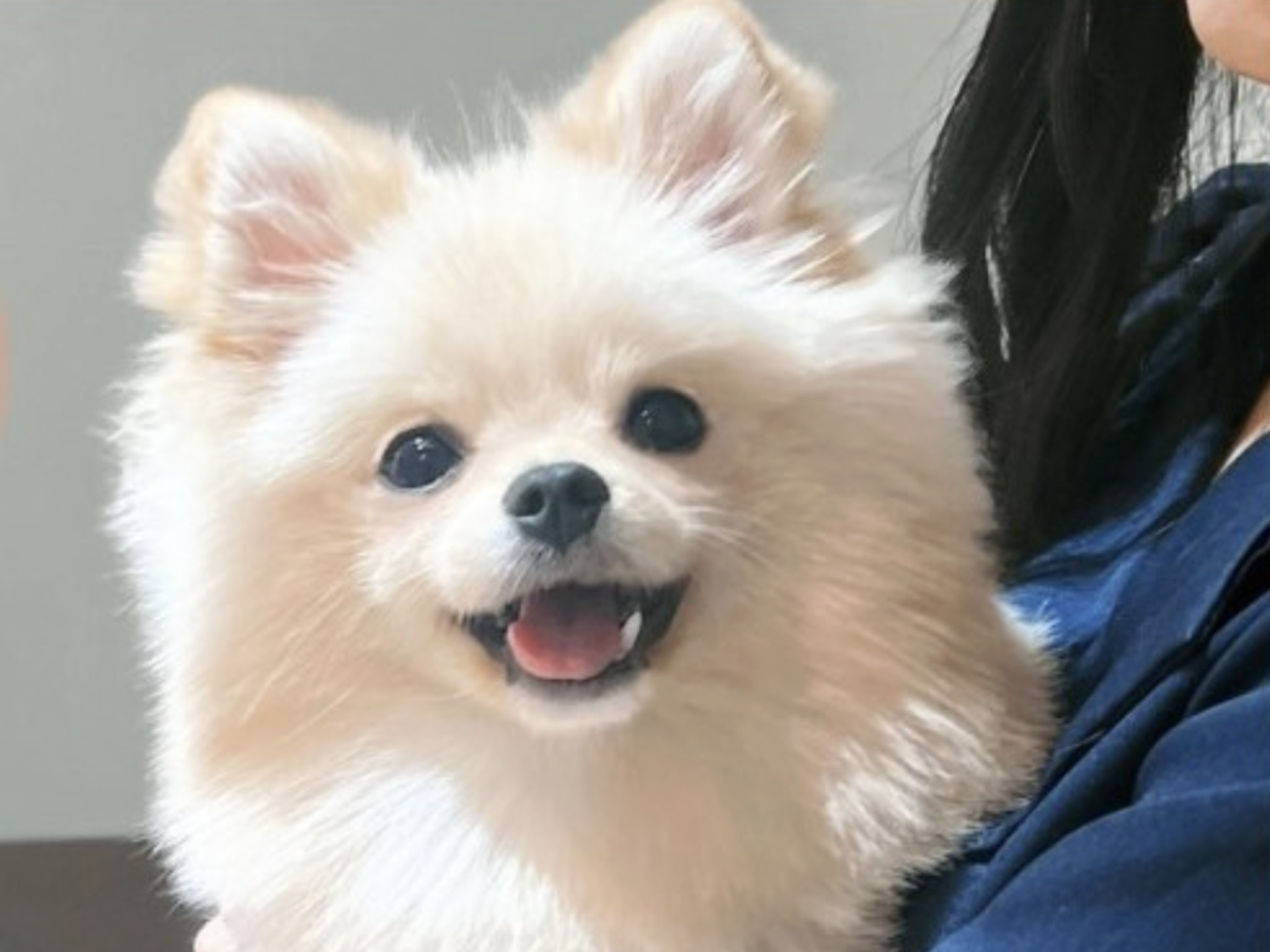 Dog Interaction Experience in Hokkaido