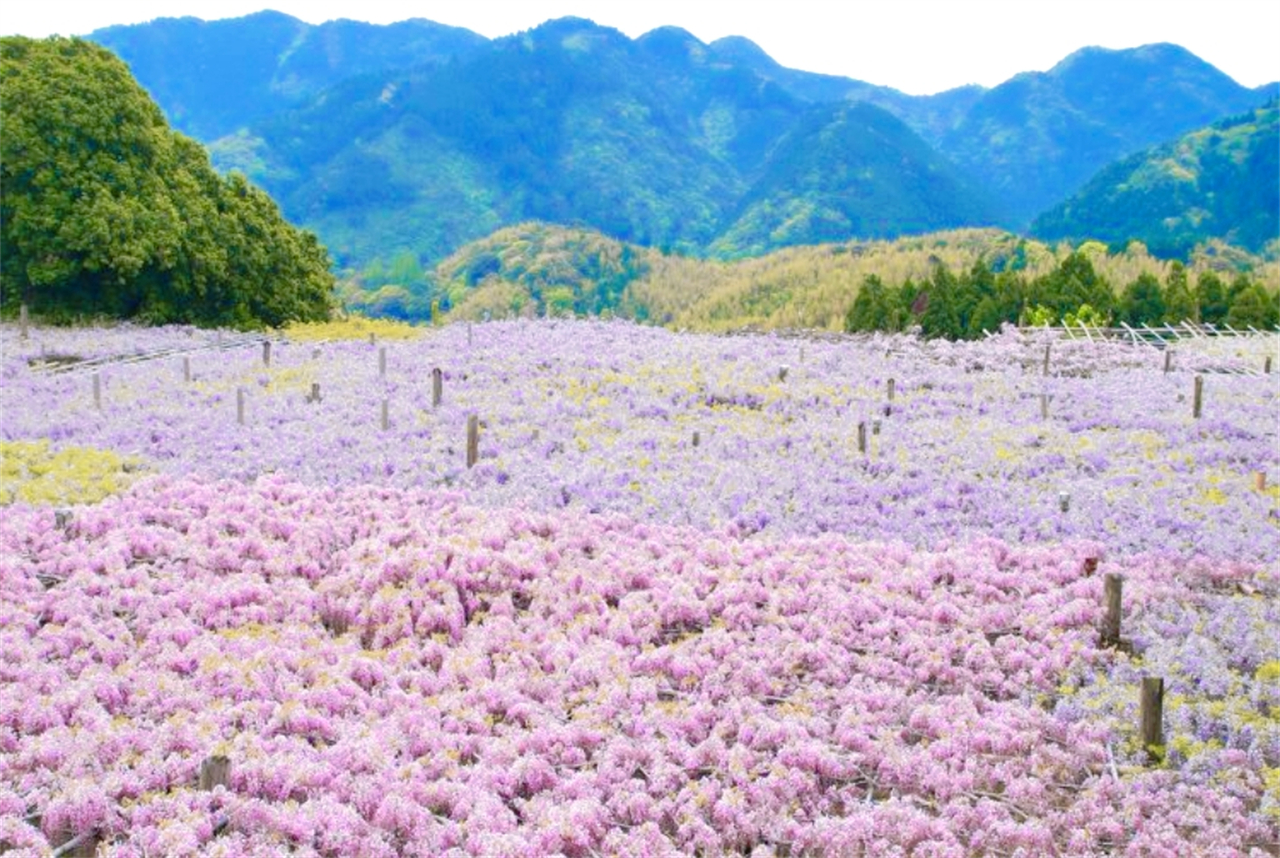 河內藤園（4月18~26日；4月28日~5月6日前往）